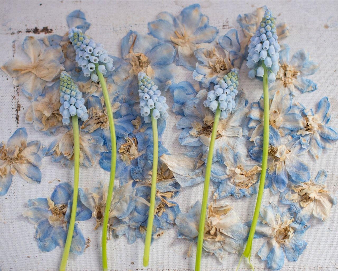 1280x1024 Wallpaper Hyacinth and dry flowers, wall 1920x1200 HD Picture, Image