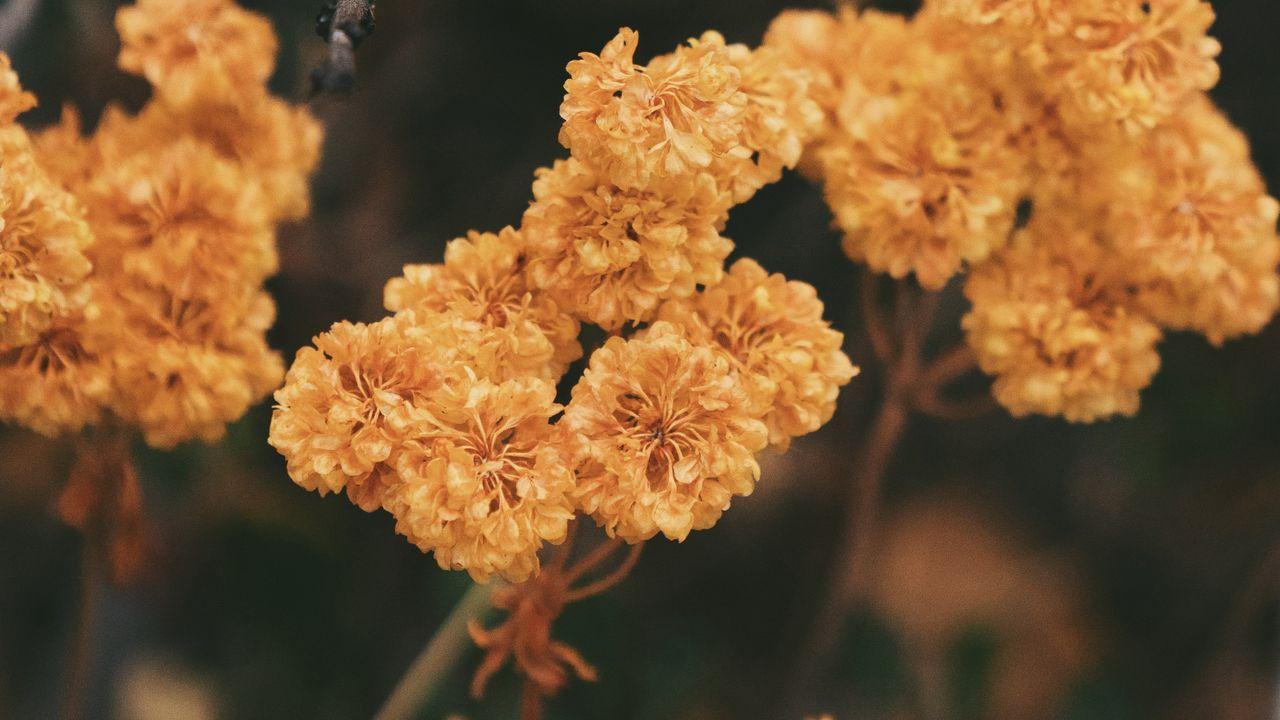 1280x720 Wallpaper dried flowers, flowers, autumn, dry hd, picture, image