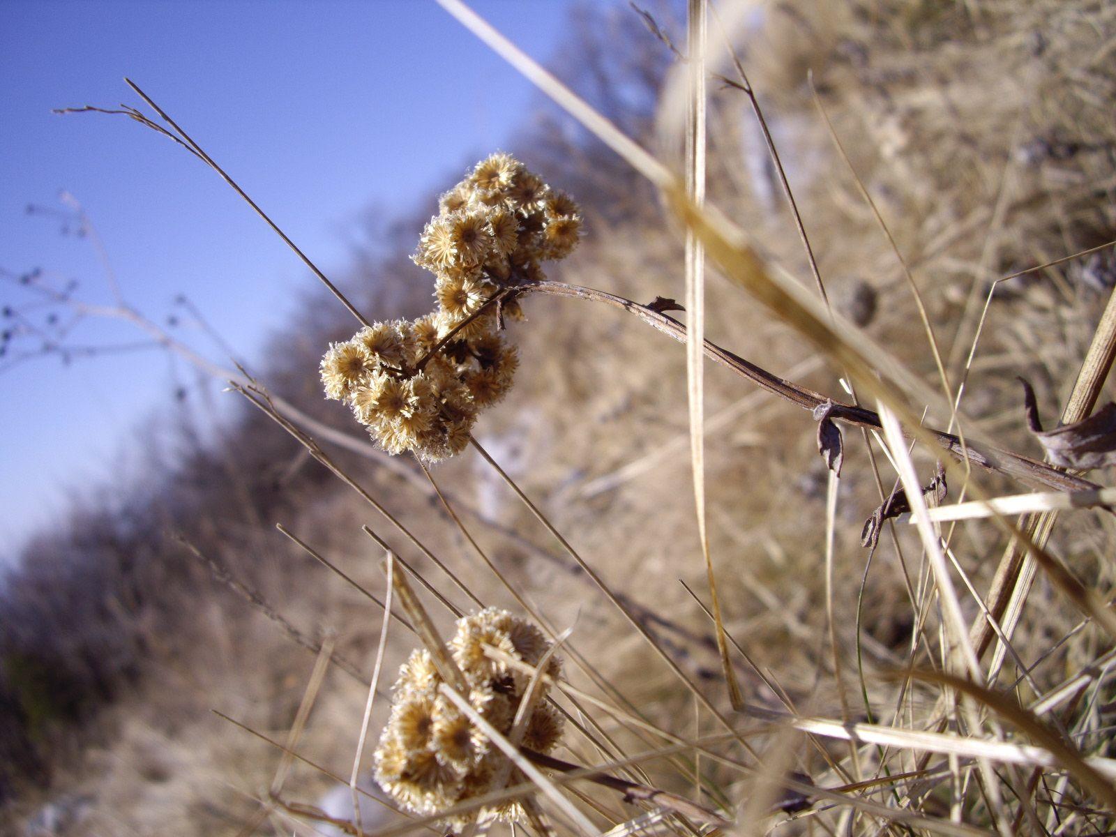 1600x1200 Dry Flowers wallpaper. Dry Flowers