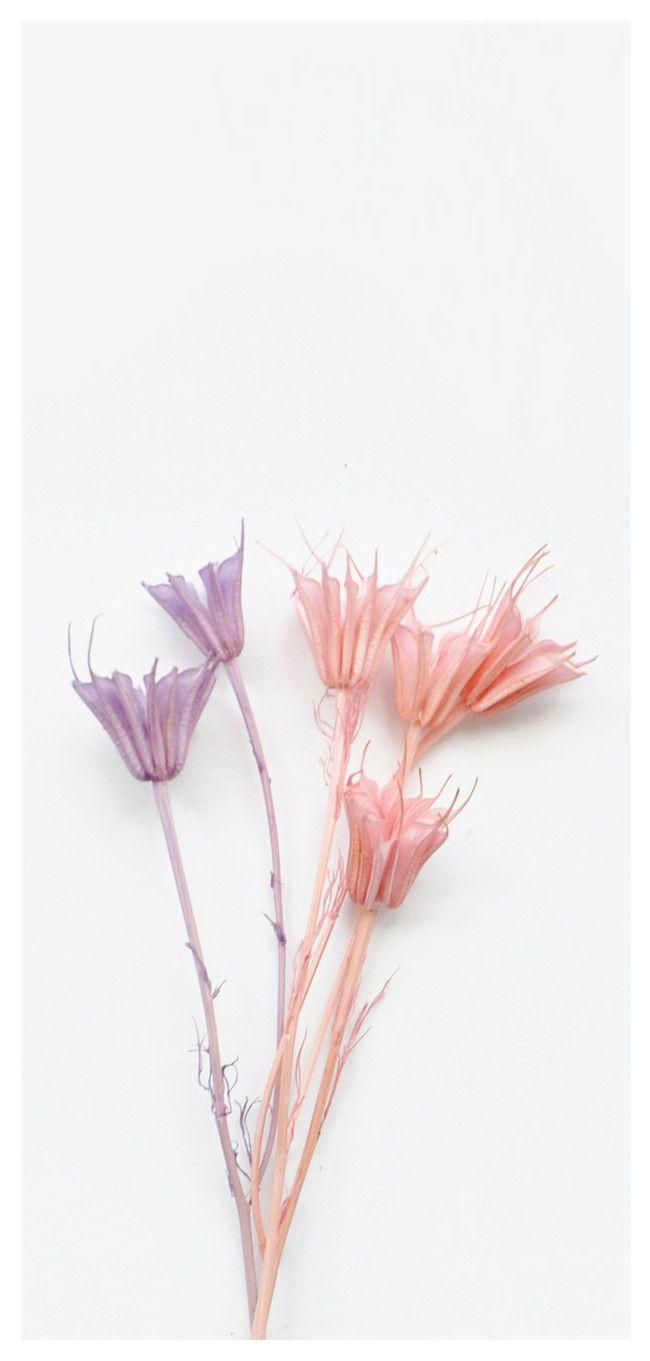 650x1361 Dried Flower Mobile Wallpaper Background Image Free Download 400630792