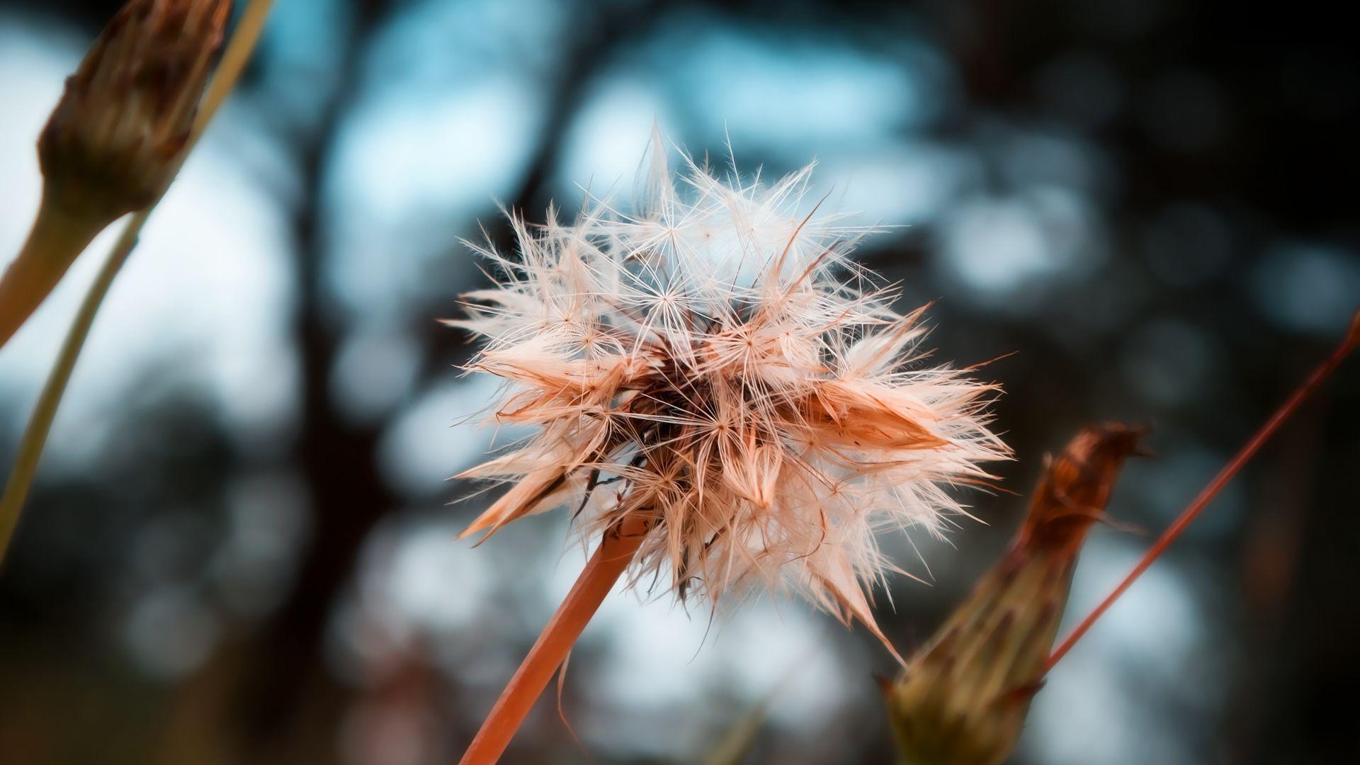 1920x1080 Cotton Like Dry Flower. HD Flowers Wallpaper for Mobile and Desktop