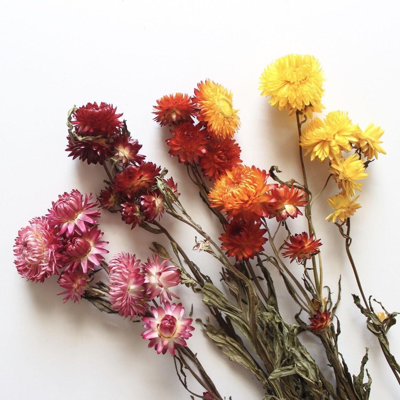 1280x1280 Strawflowers's Dried Flowers