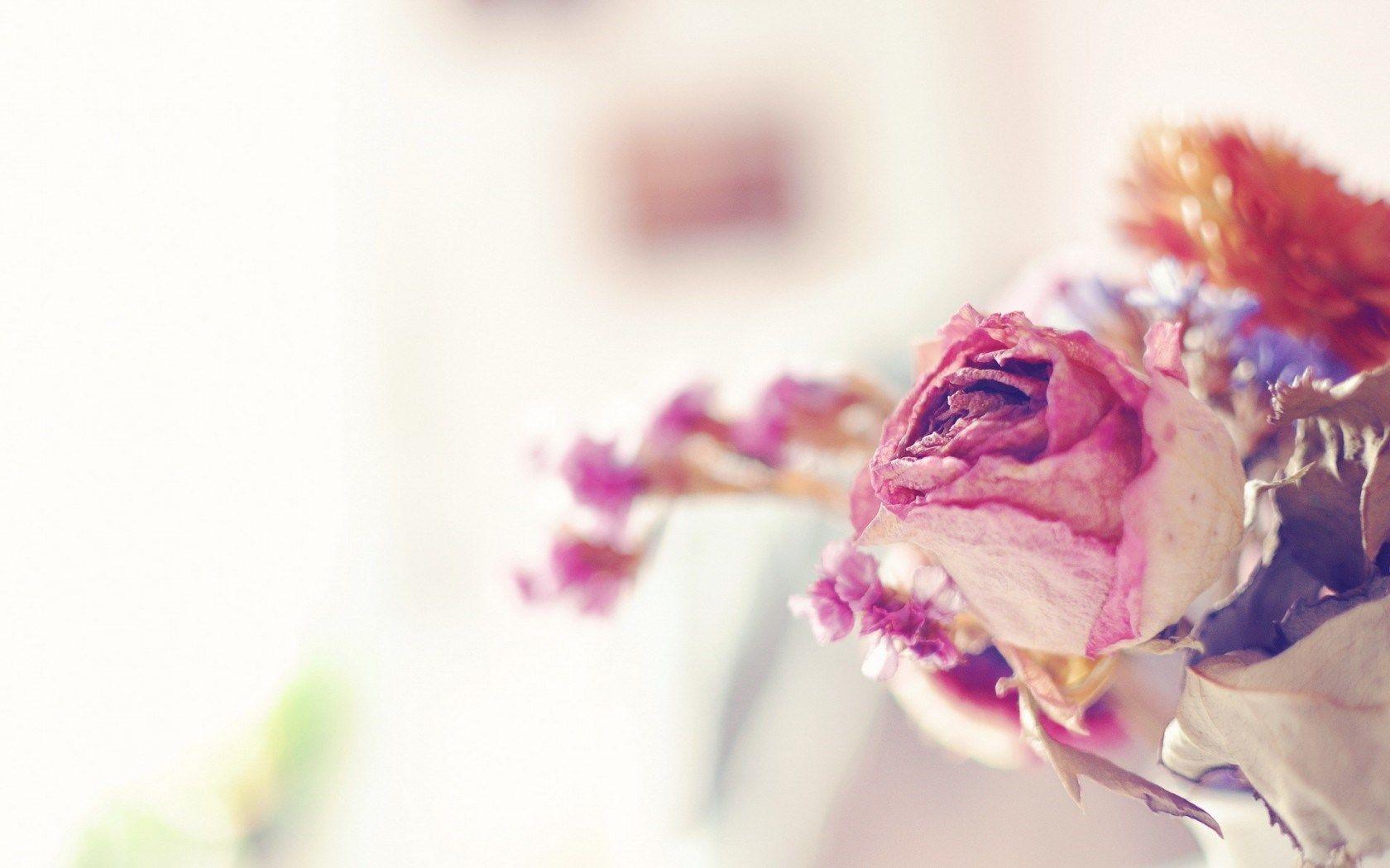 1680x1050 Purpule flowers search results. EskiPaper.com Cool Wallpaper