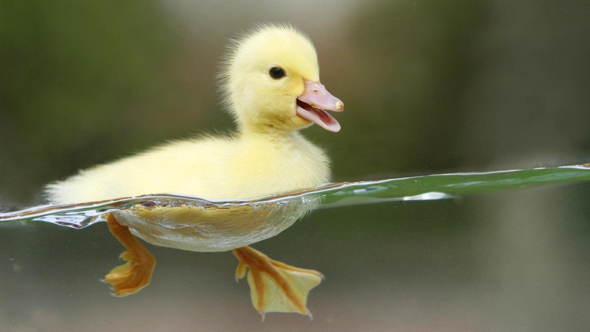 Animal Duck HD Wallpaper