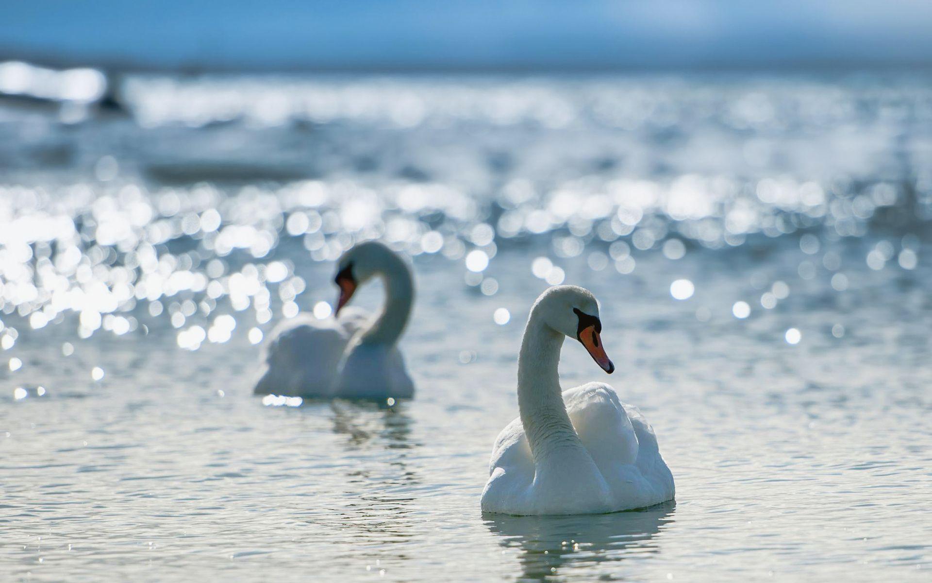 1920x1200 Swan Wallpaper 28066 1920x1200px