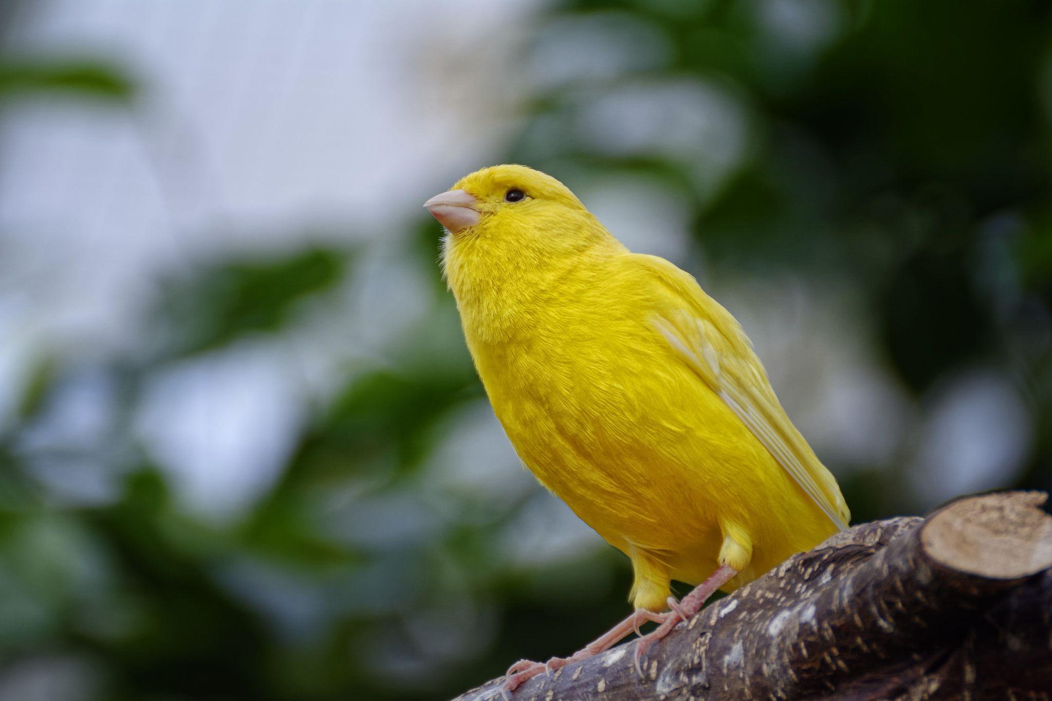 Download Yellow Canary Bird Up Close Wallpaper  Wallpaperscom