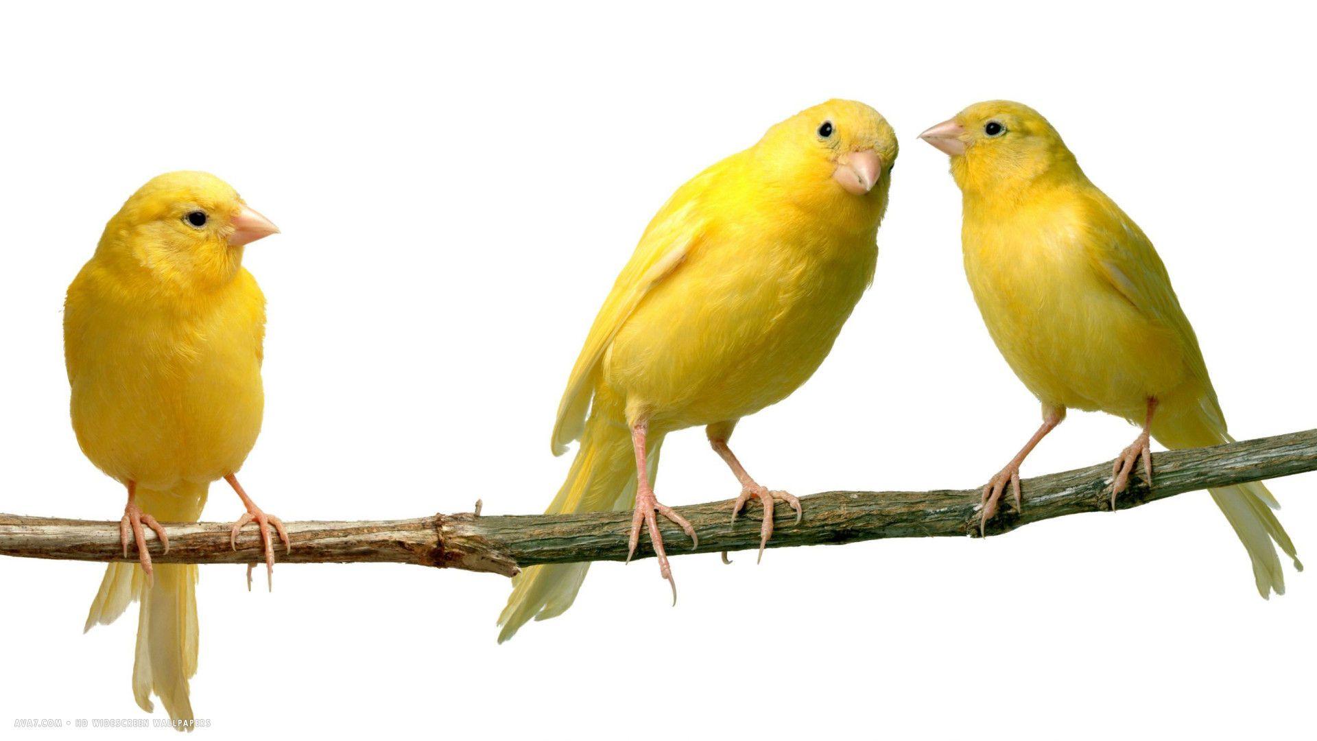 Download Yellow Canary Bird On The Rocks Wallpaper | Wallpapers.com