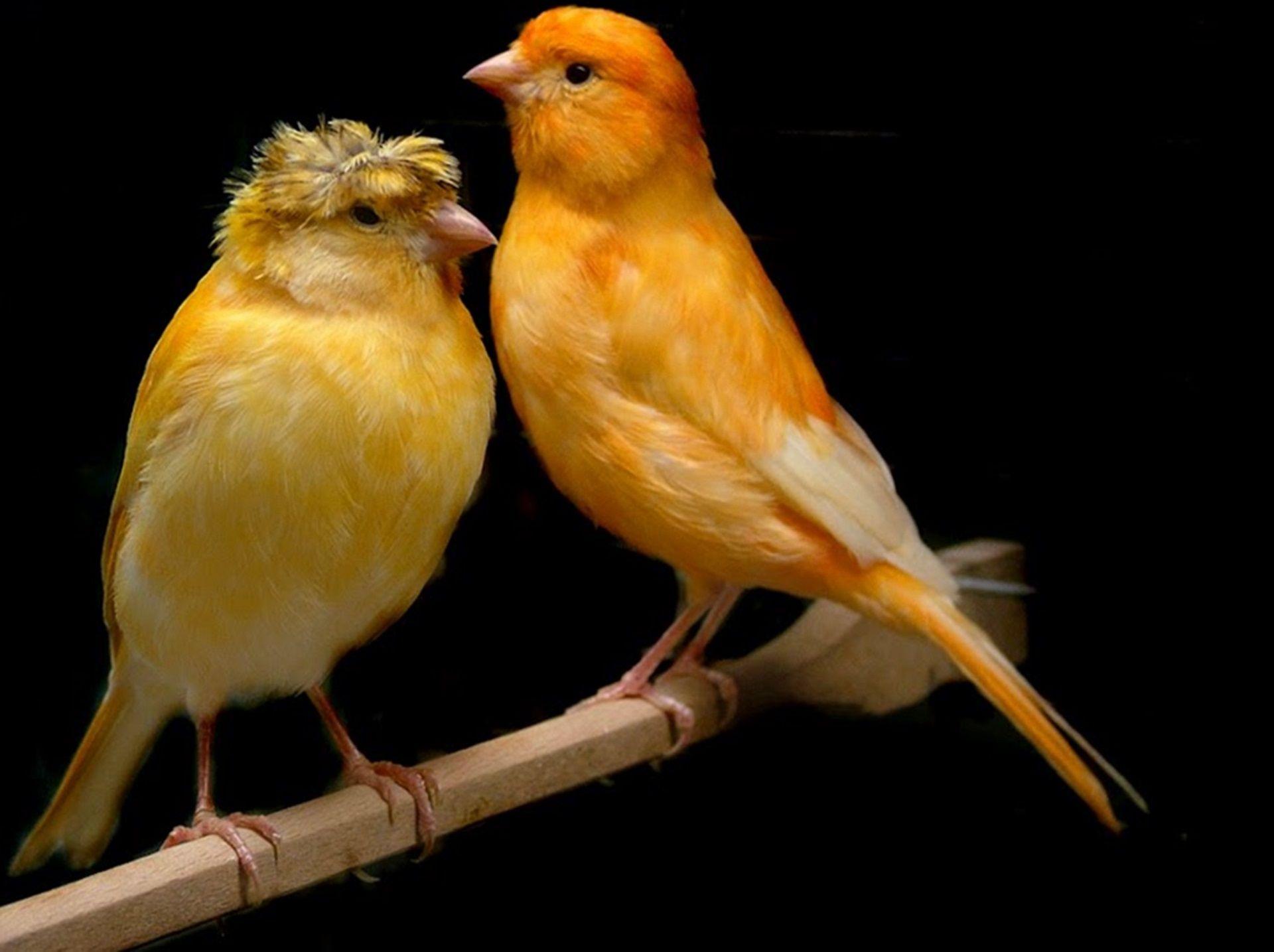 Canary Bird Wallpapers - Top Free Canary Bird Backgrounds - WallpaperAccess