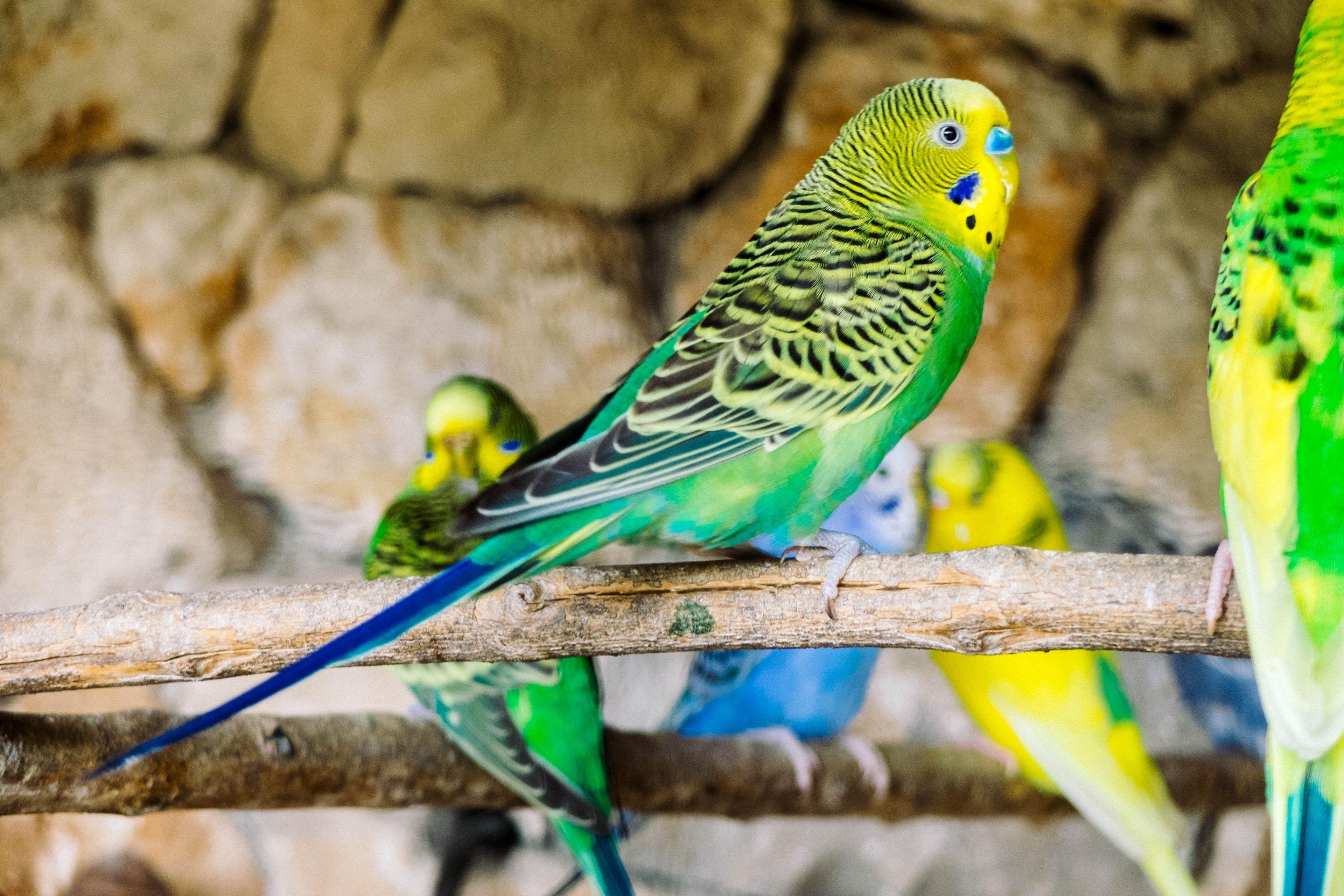 3840x2560 Wallpaper / bird canary avian and birds HD 4k wallpaper