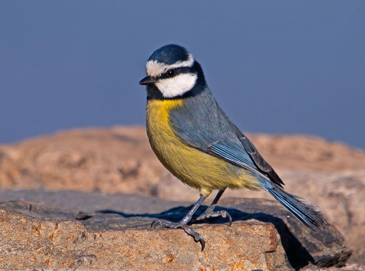 1200x891 African blue tit