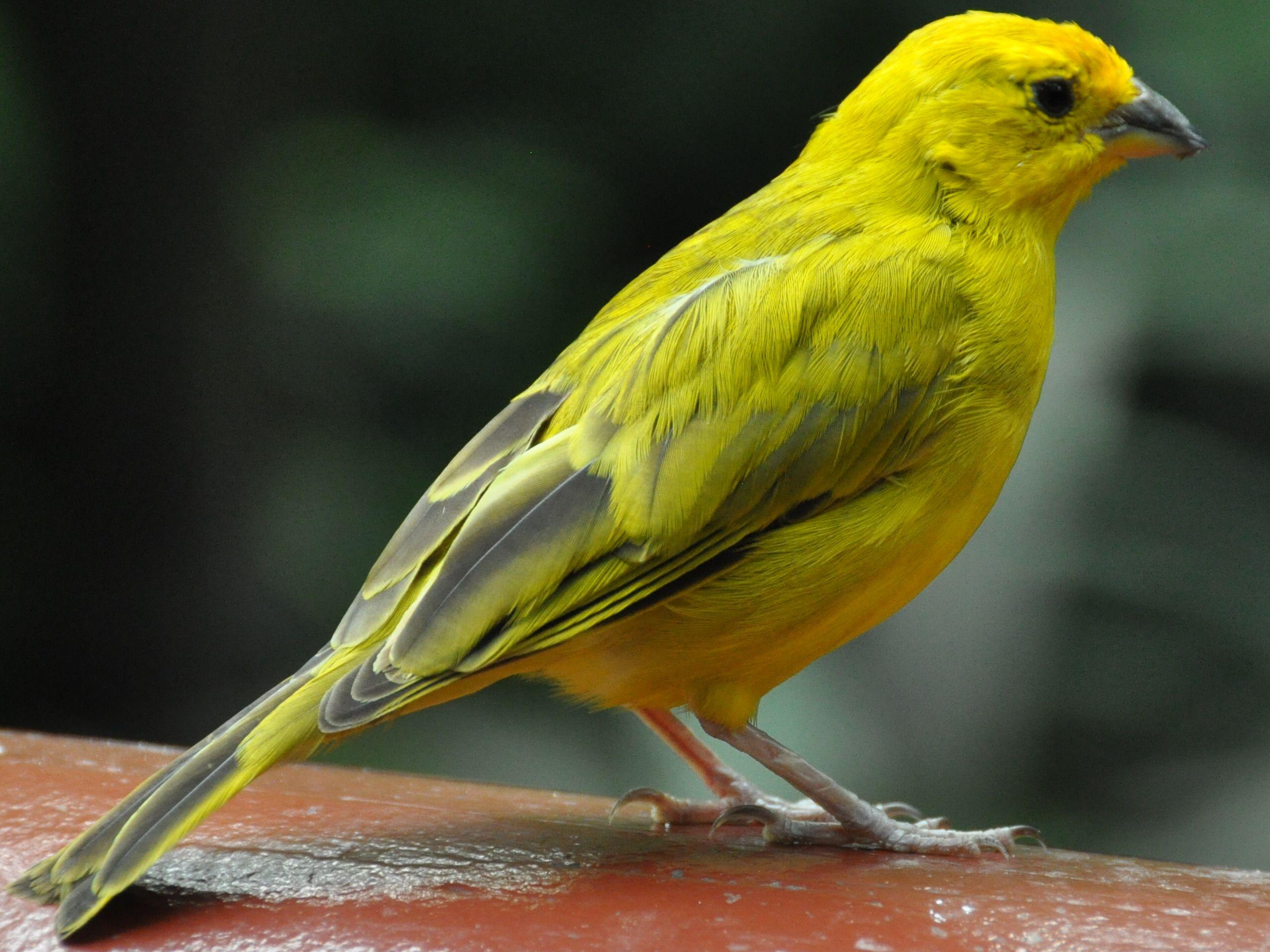 Canary Bird Wallpapers - Top Free Canary Bird Backgrounds - WallpaperAccess