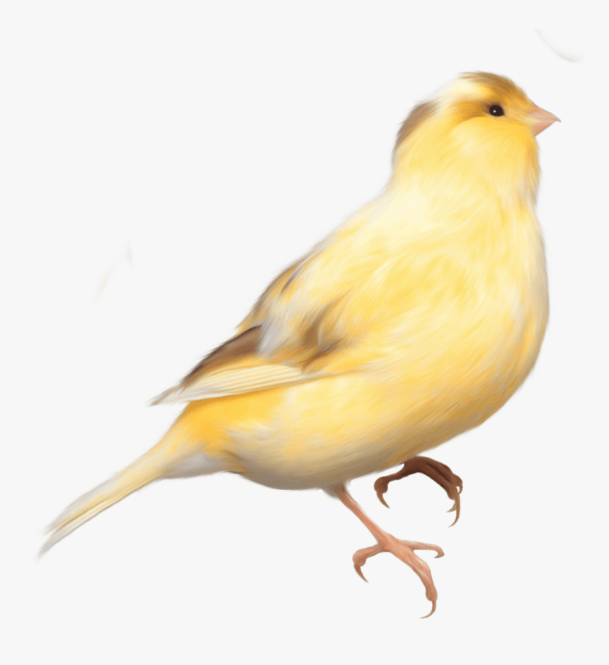 860x939 Domestic Canary Bird Parrot Finch Bird Transparent Background, HD Png Download, Transparent Png Image