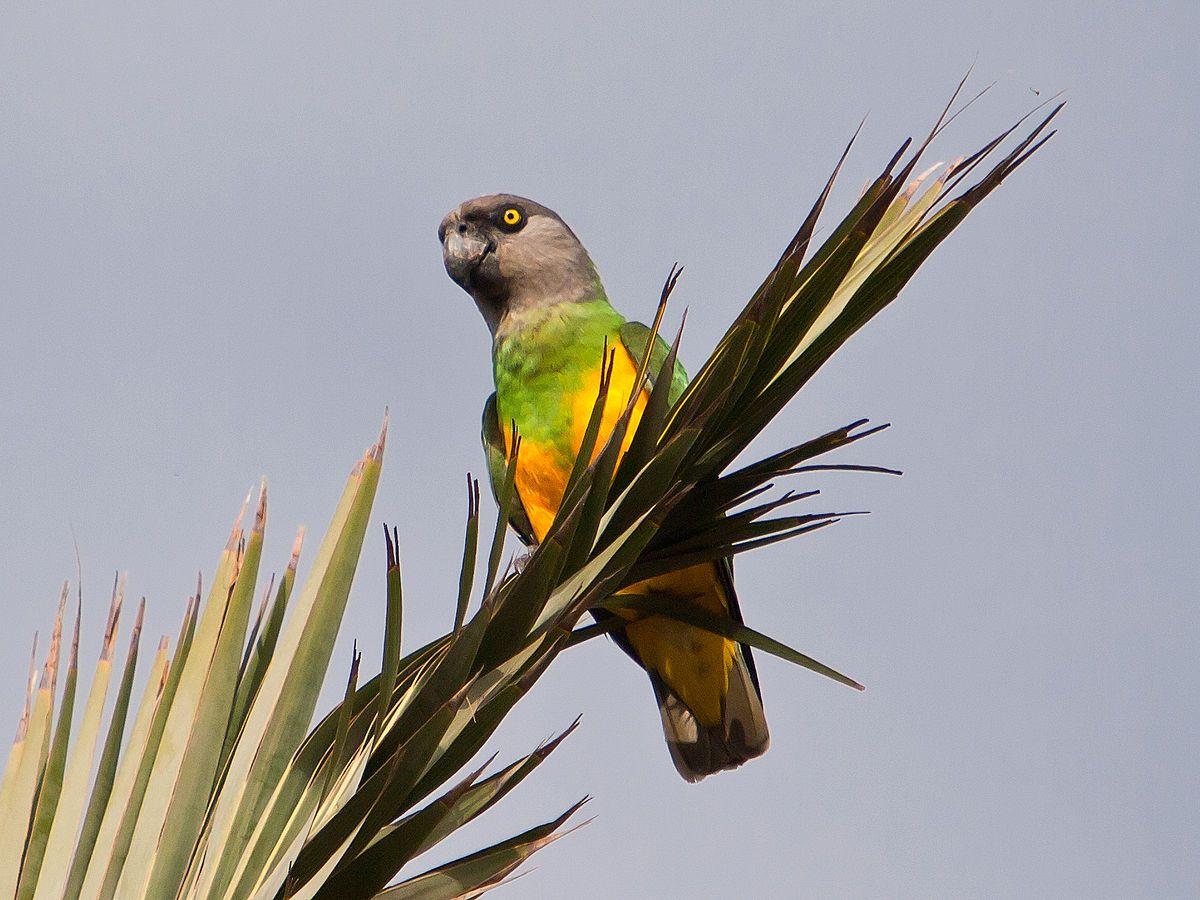1200x900 Senegal parrot