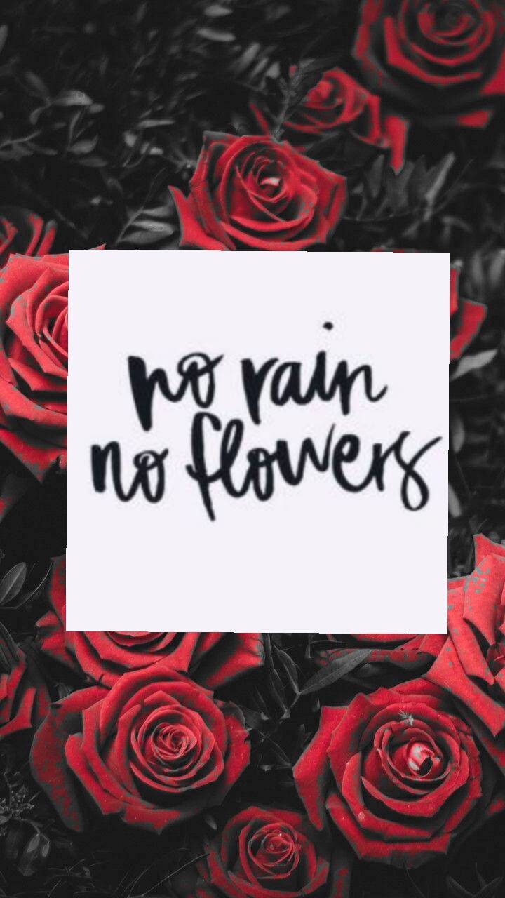 No Rain No Flowers Wallpapers - Top Free No Rain No Flowers Backgrounds ...