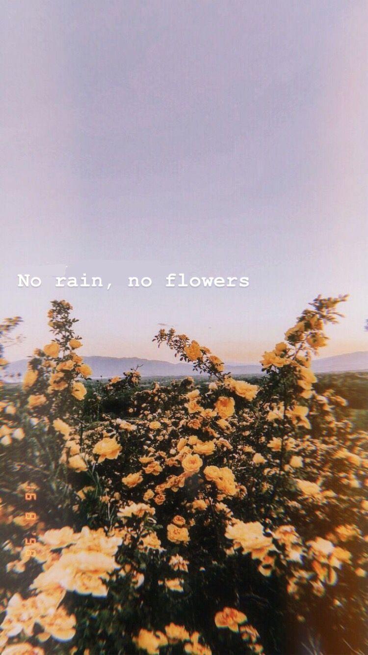 No Rain No Flowers Wallpaper  Download to your mobile from PHONEKY