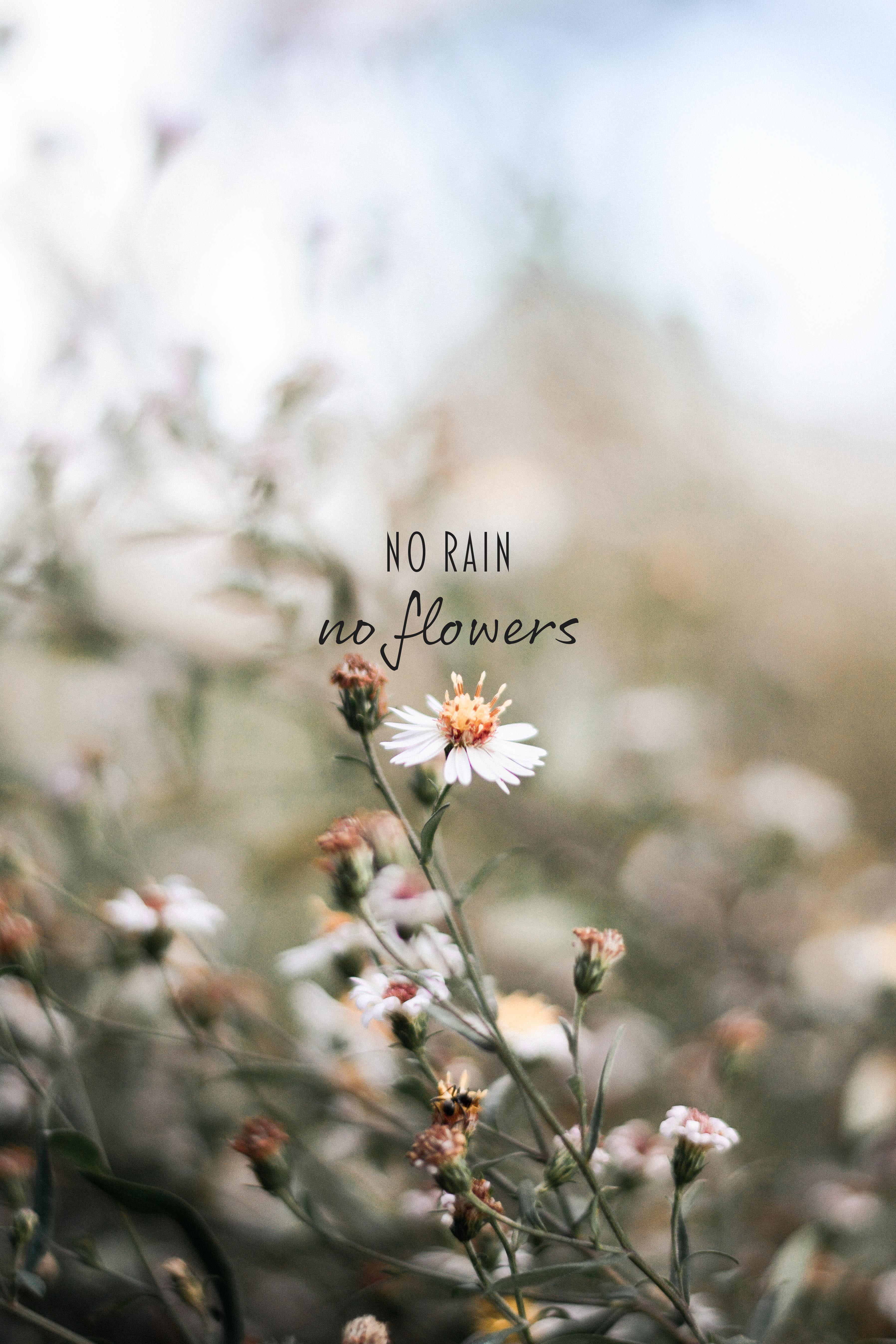 No Rain No Flowers Wallpapers - Top Free No Rain No Flowers Backgrounds