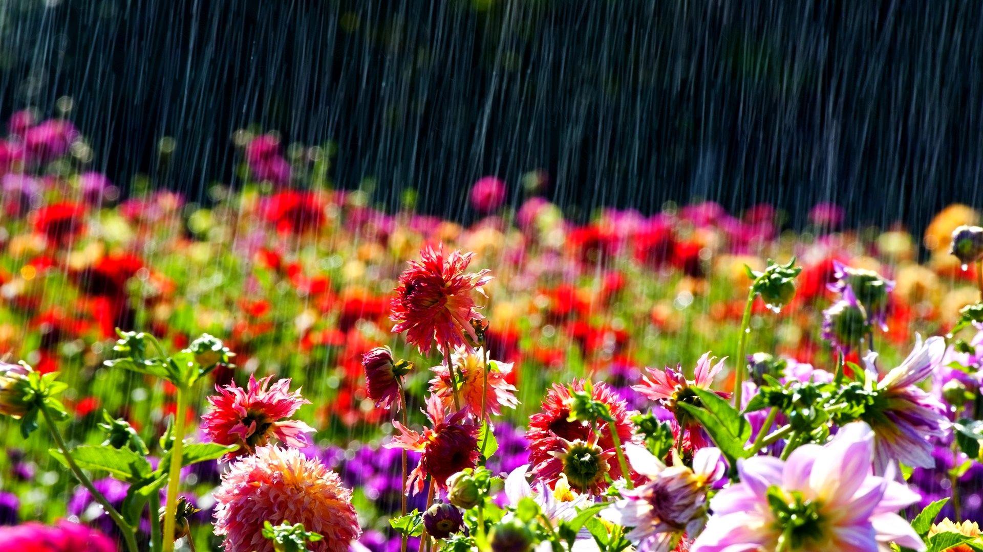 1920x1080 Rain on beautiful Flowers [1920x1080]