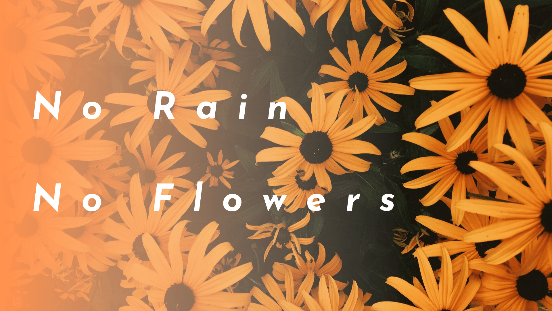 No Rain No Flowers Wallpapers - Top Free No Rain No Flowers Backgrounds