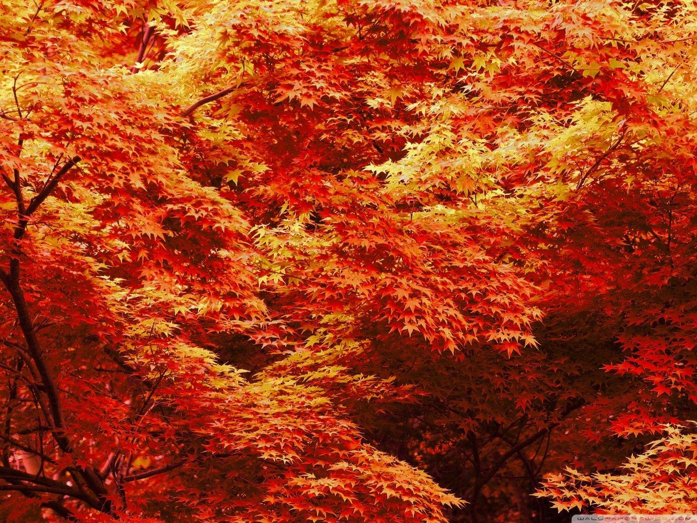 1400x1050 Other: Autumn Tree Japanese Maple Trees Seasons Colors Nature