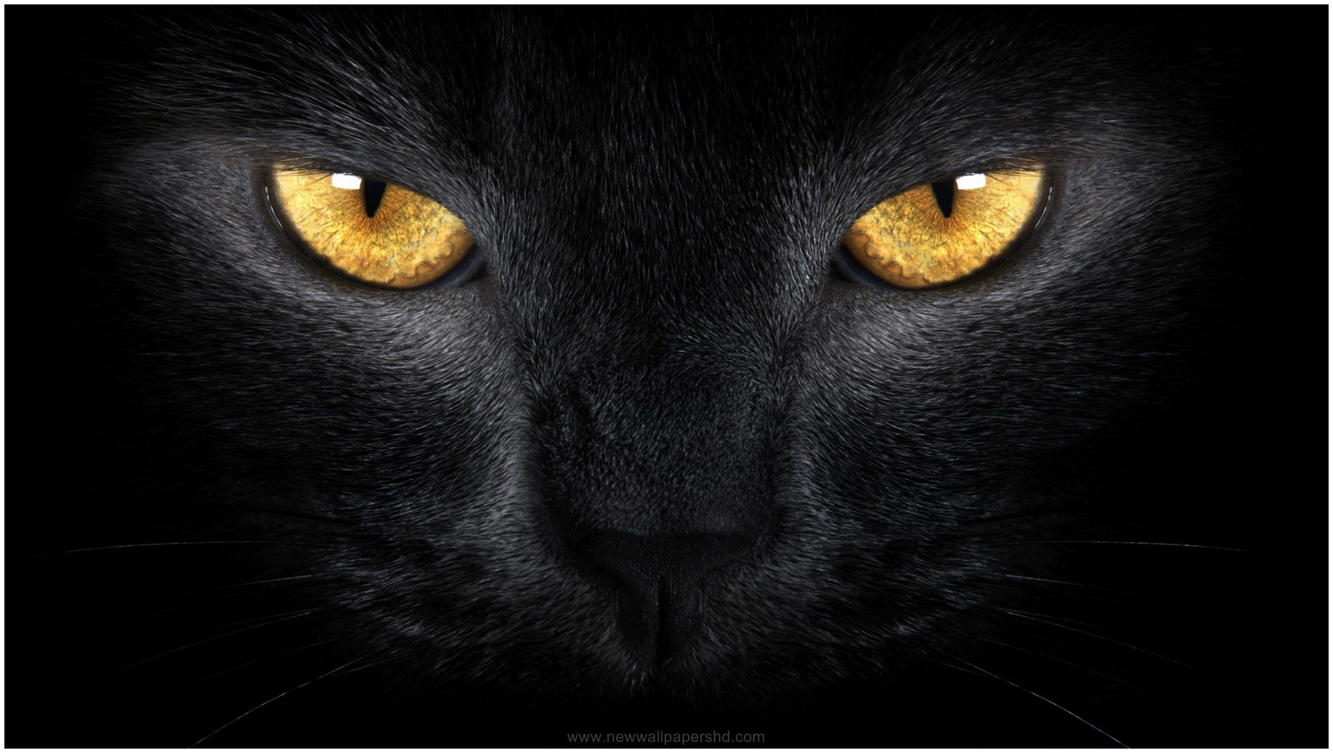 2732x1544 Eyes HD Wallpaper Cheetah HD .
