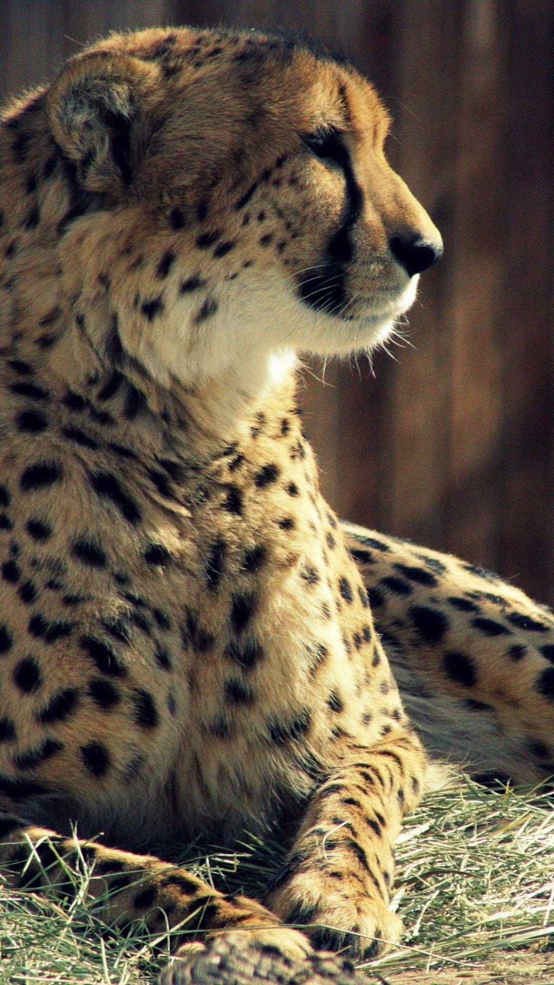 1080x1920 Cheetah Background For IPhone