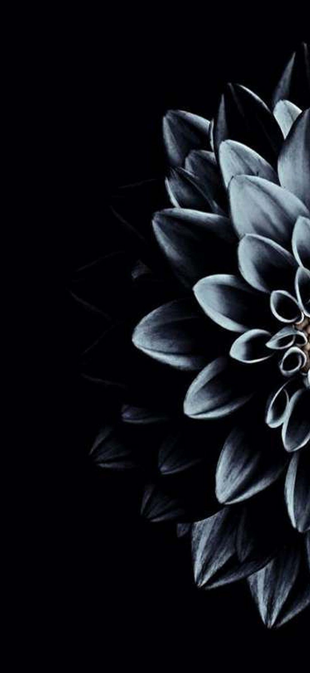 Black Floral Phone Wallpapers Top Free Black Floral Phone Backgrounds