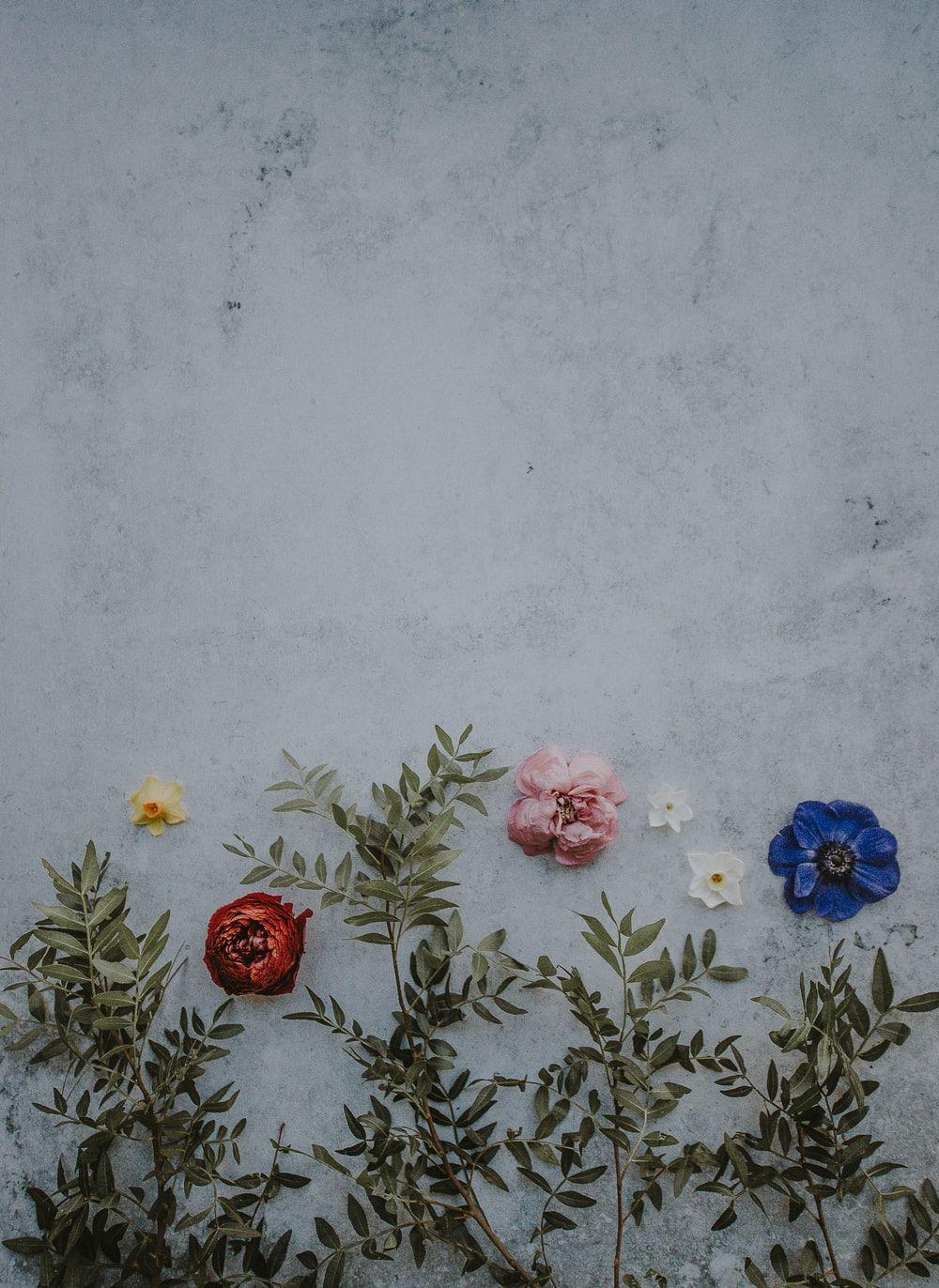 Black Floral Phone Wallpapers Top Free Black Floral Phone Backgrounds