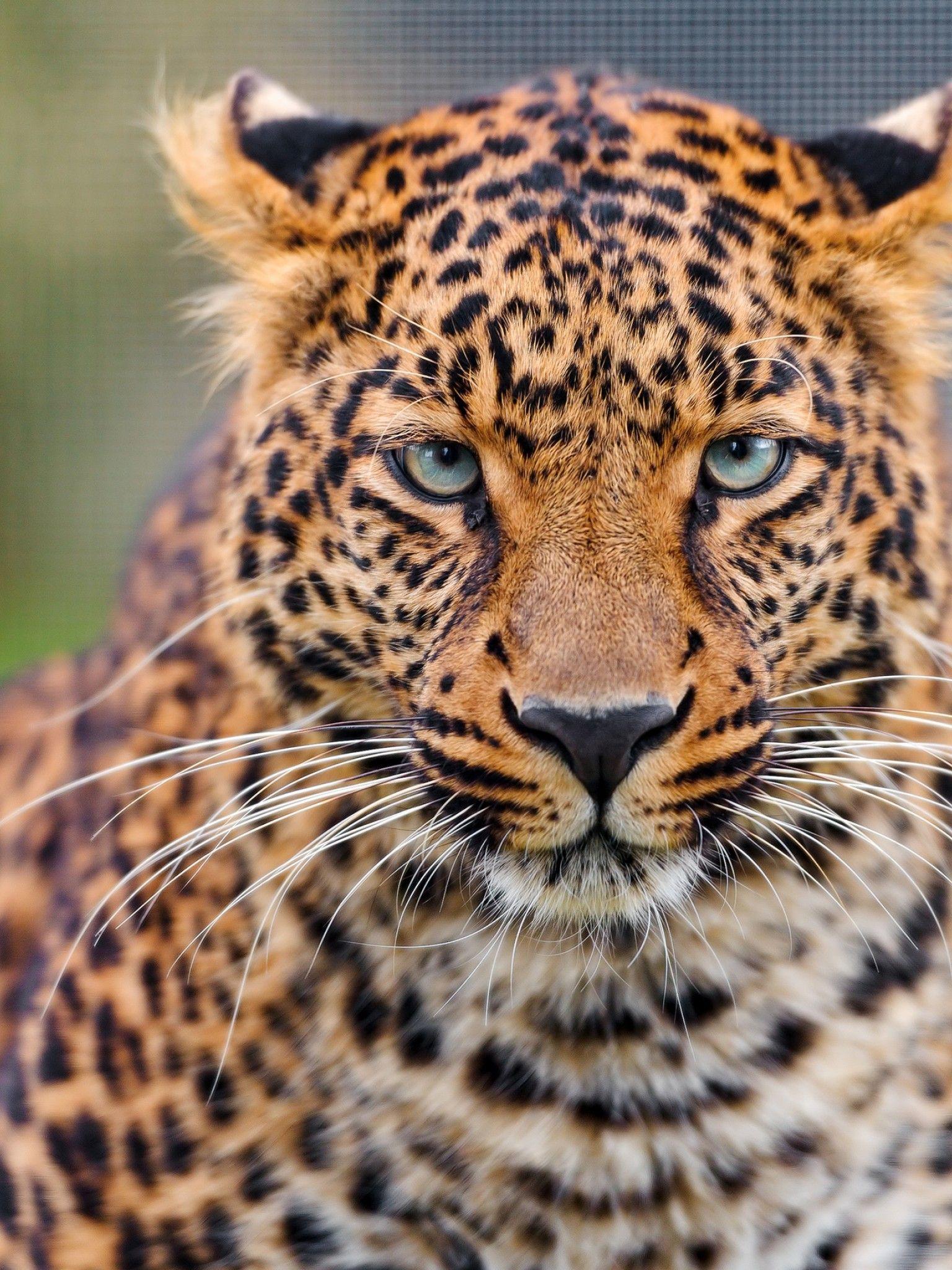 1536x2048 Cheetah Wallpaper For Phone
