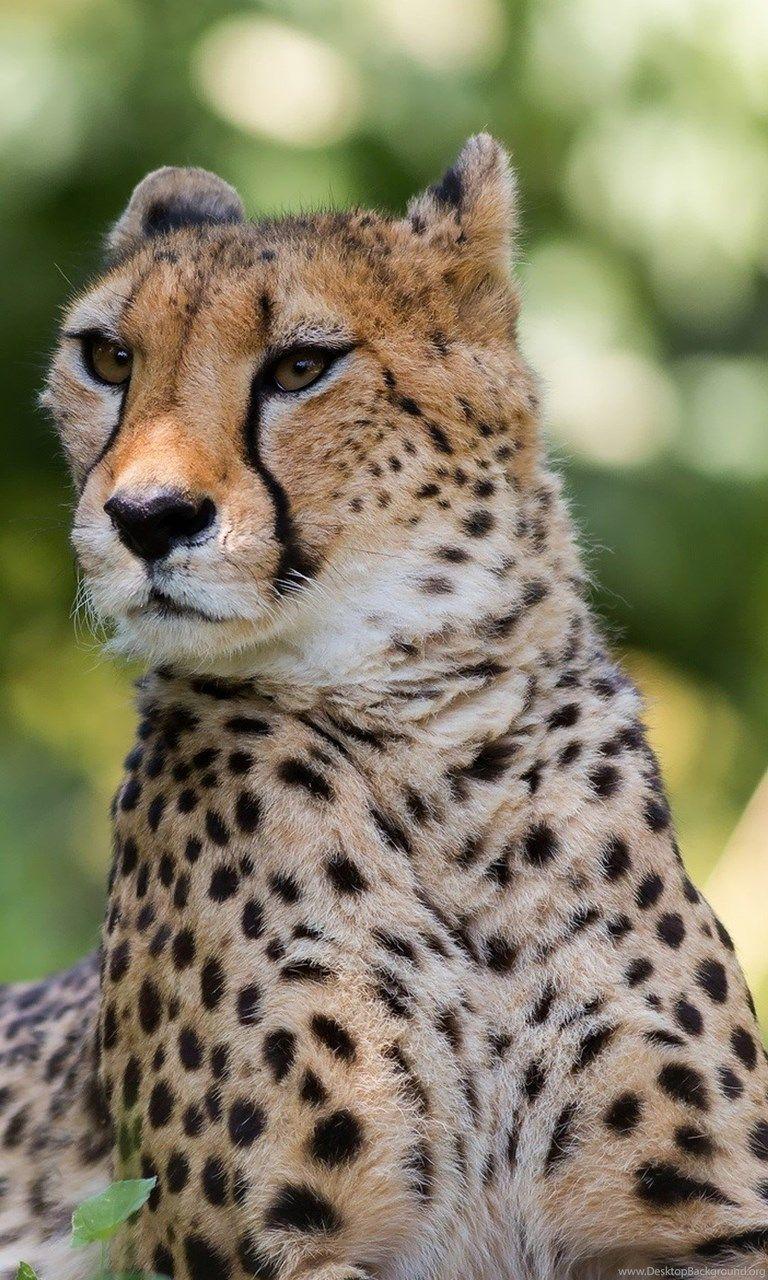 768x1280 Cheetah Mobile Wallpaper 3518 Desktop Background