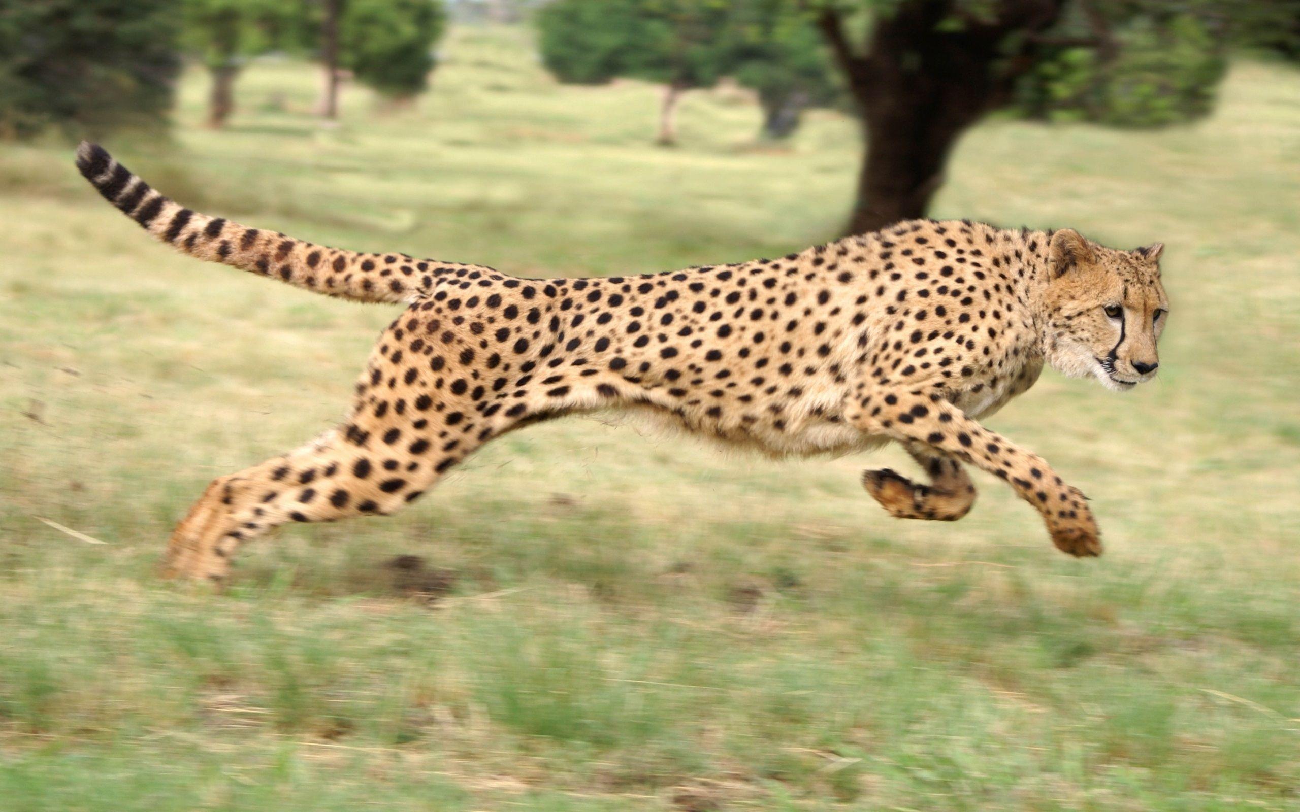 2560x1600 Cheetah in the Jump / Good
