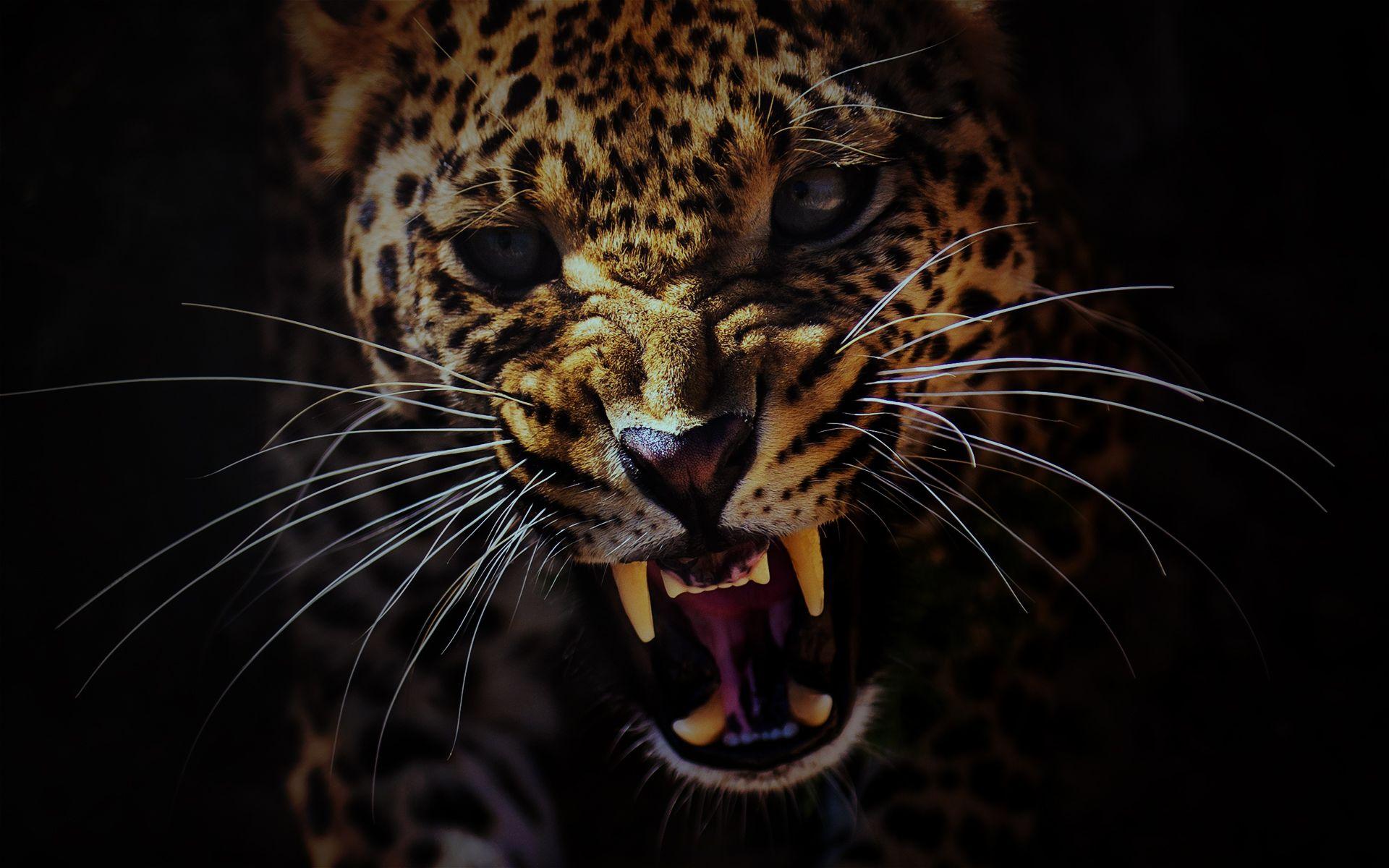 1920x1200 Black Cheetah Wallpaper 4k