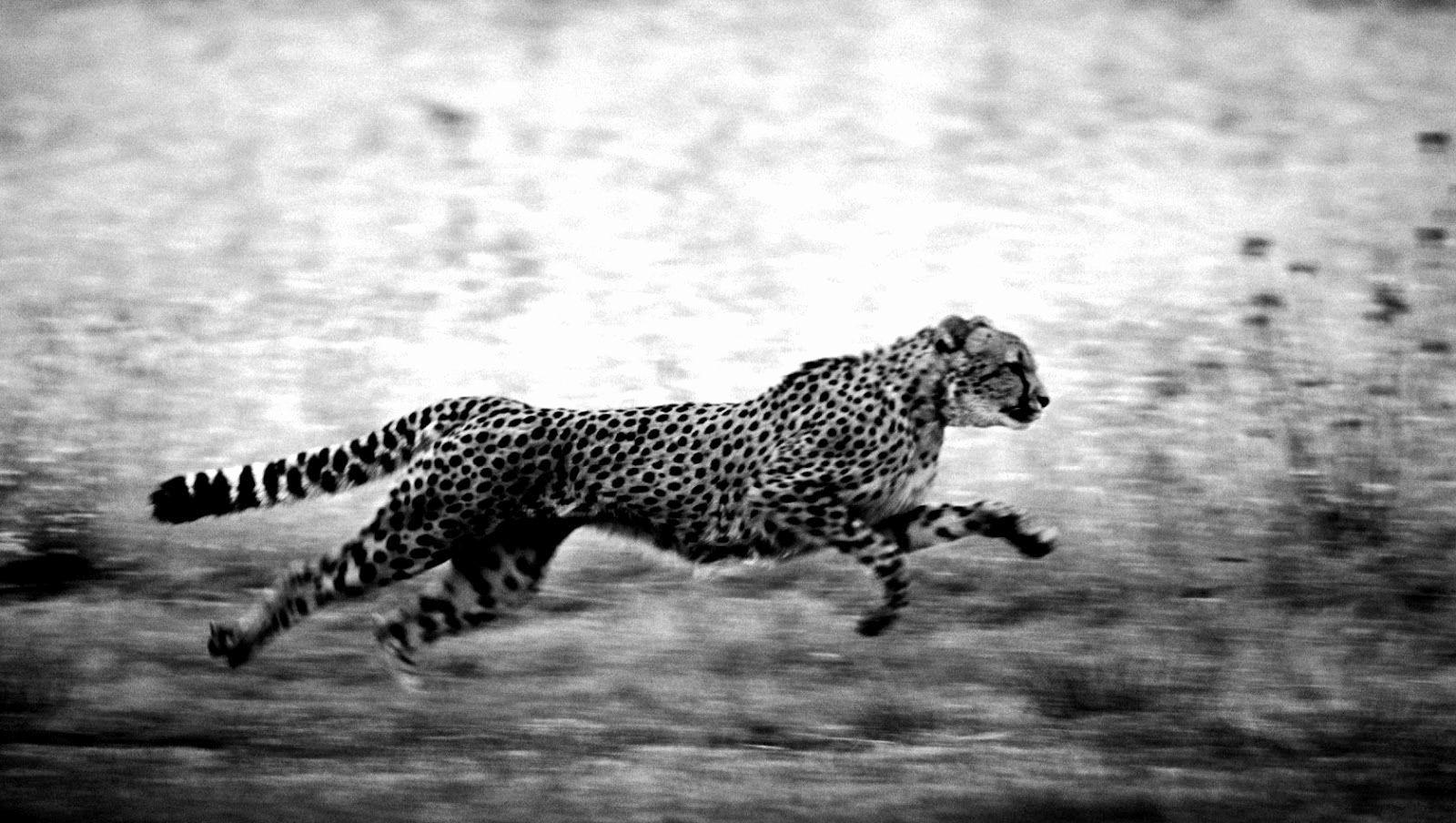 1600x904 Cheetah Wallpaper Lovely Black Cheetah Wallpaper This Week of The Hudson