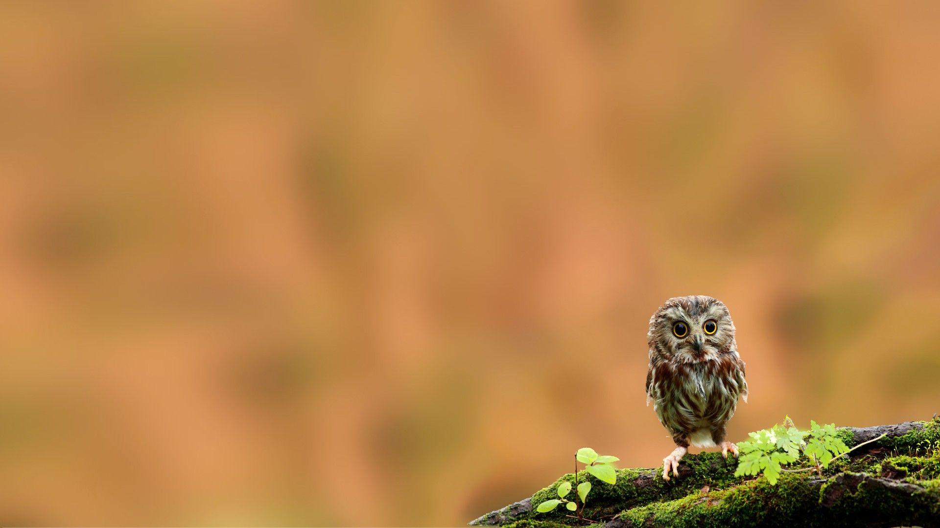 1920x1080 Days of Awesome Wallpaper: Nature Photography and Amazing Scenes