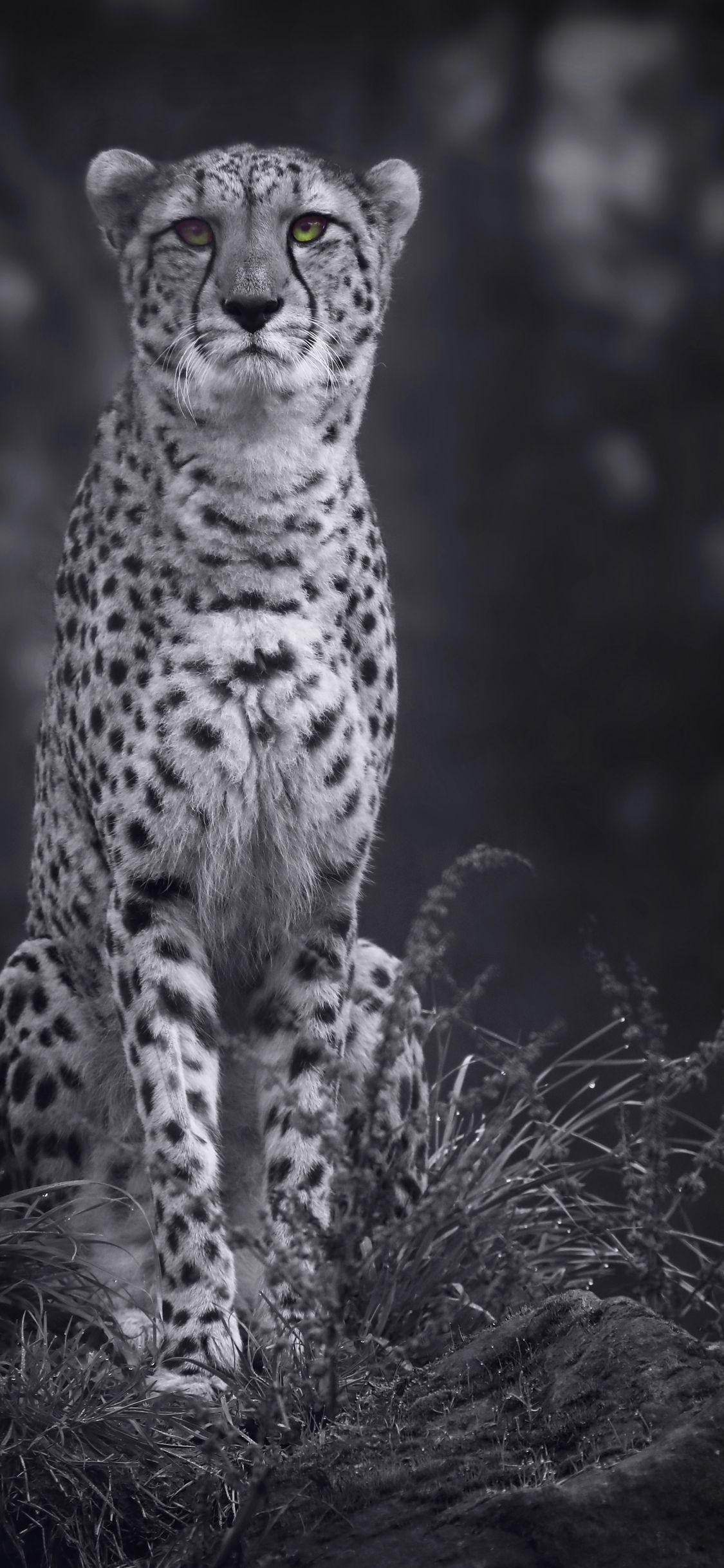 1125x2436 Cheetah Monochrome 4k iPhone XS, iPhone iPhone X HD 4k Wallpaper, Image, Background, Photo and Picture