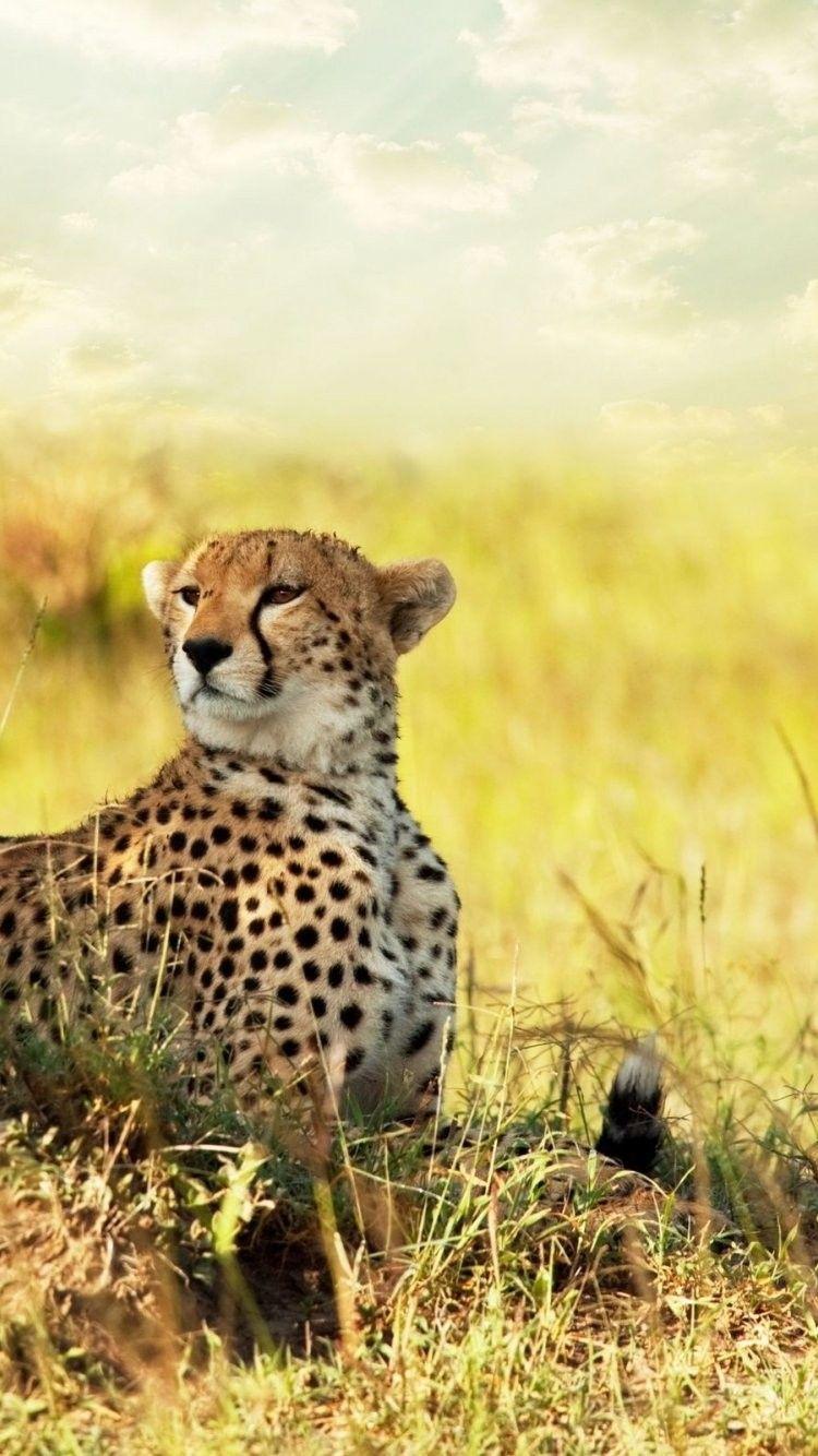 Cool Cheetah iPhone Wallpapers Top Free Cool Cheetah iPhone