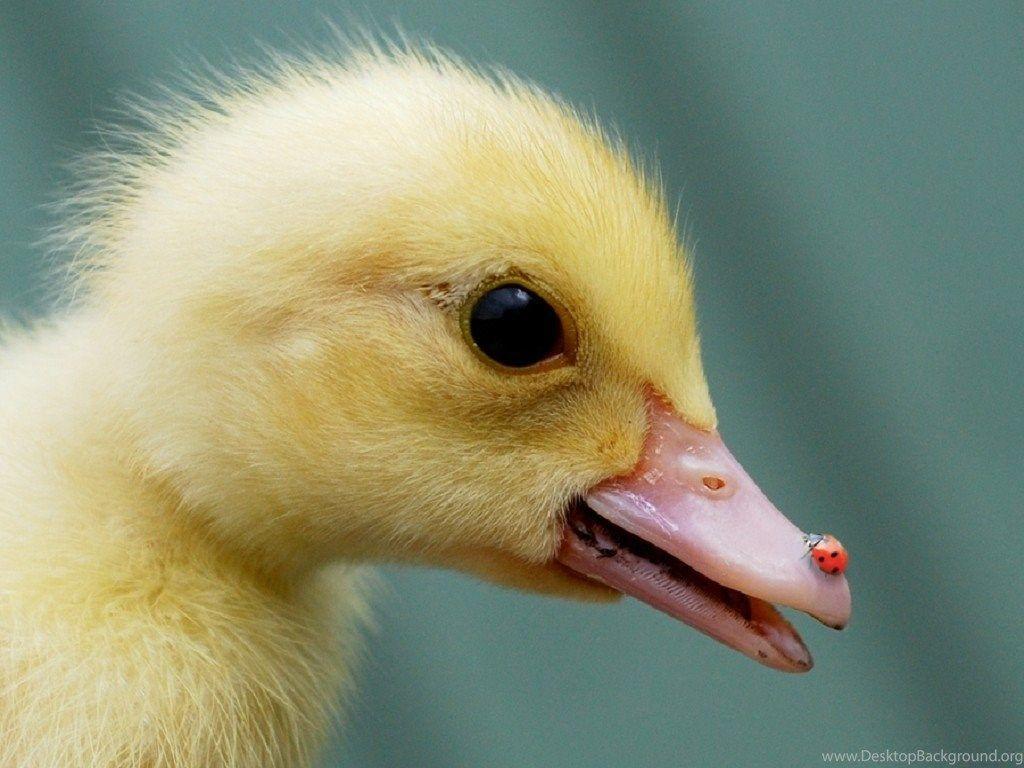 1024x768 Ducks: Nose Ladybug Baby Duck Cute Sweet Phone Wallpaper For HD. Desktop Background