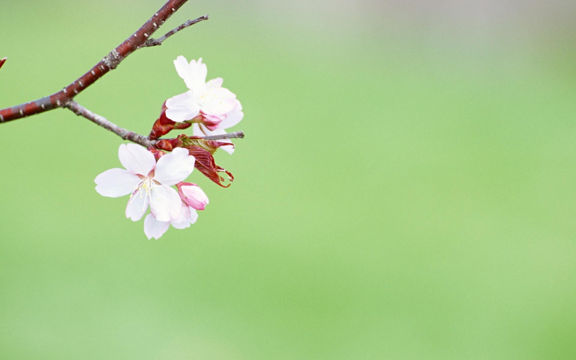 1920x1200 Flower Computer Wallpaper Background
