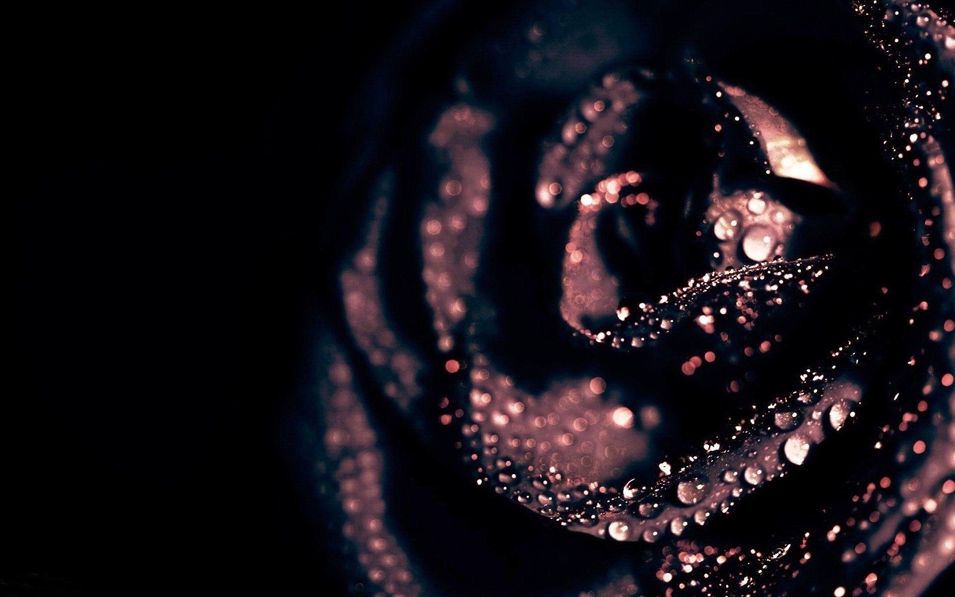 1920x1200 Gothic Roses