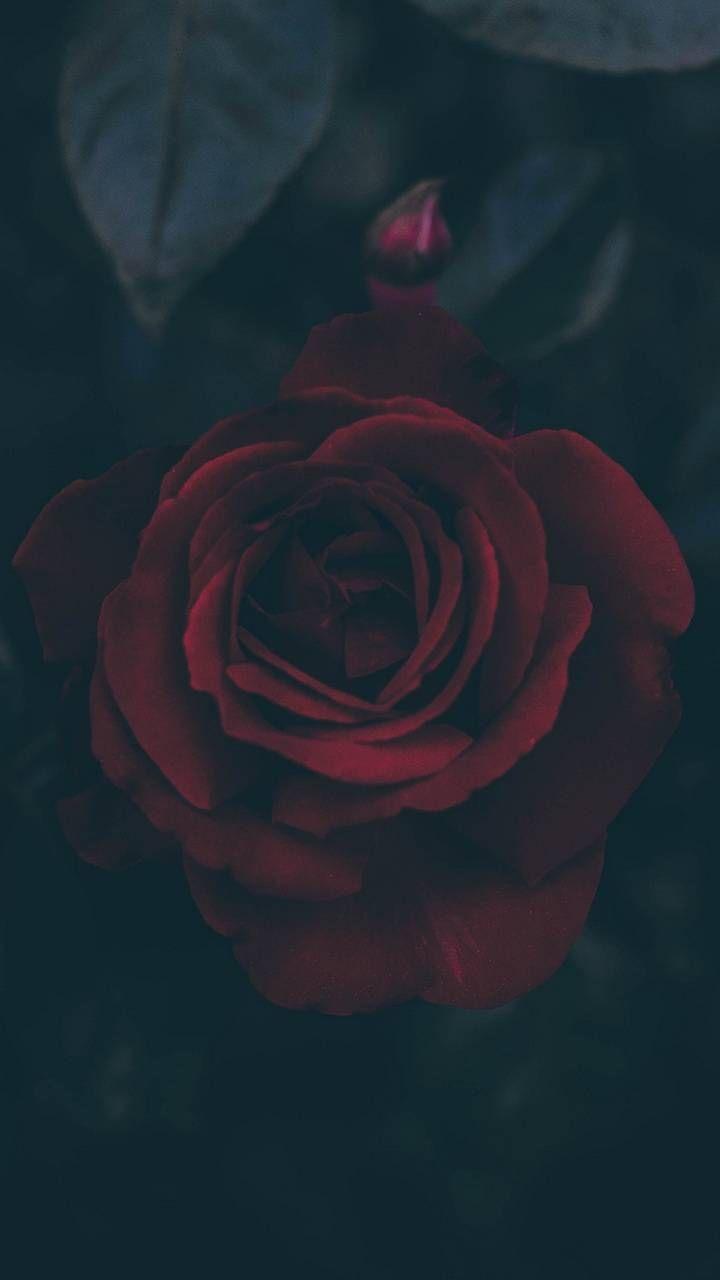 720x1280 Rose wallpaper