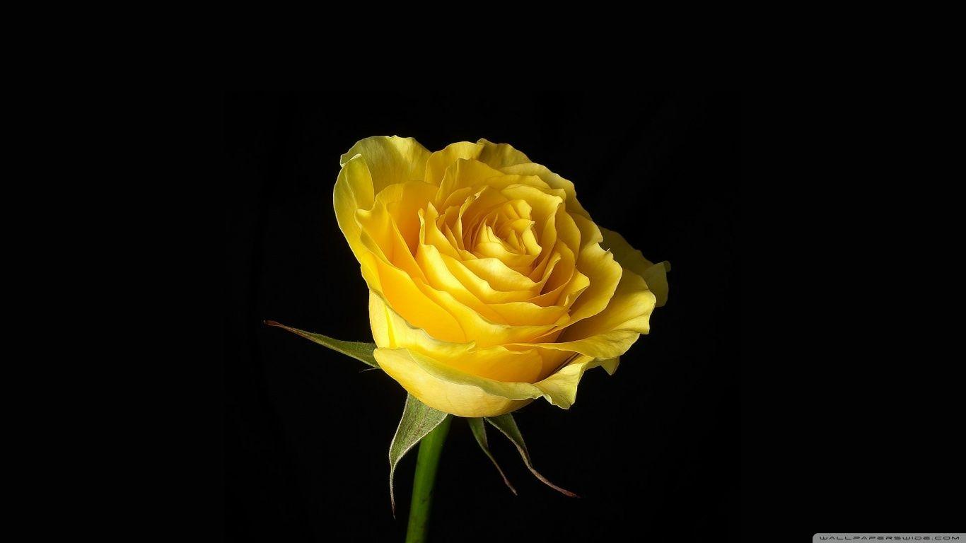 1366x768 Yellow Rose On Black Background Ultra HD Desktop Background Wallpaper for 4K UHD TV : Widescreen & UltraWide Desktop & Laptop : Tablet