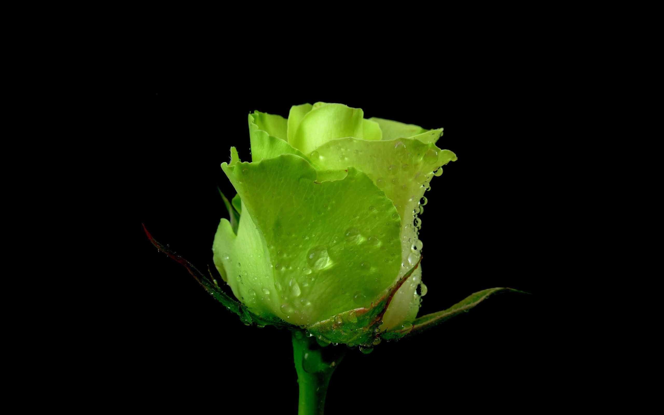 2560x1600 Unseen green rose with black background love wallpaper. Green rose, Rose flower wallpaper, Rose flower