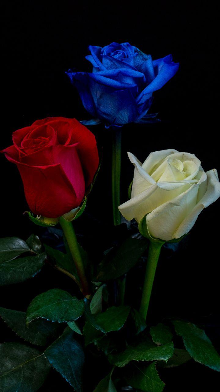 720x1280 Rose Flower Wallpaper HD In Black Background Nature Wallpaper
