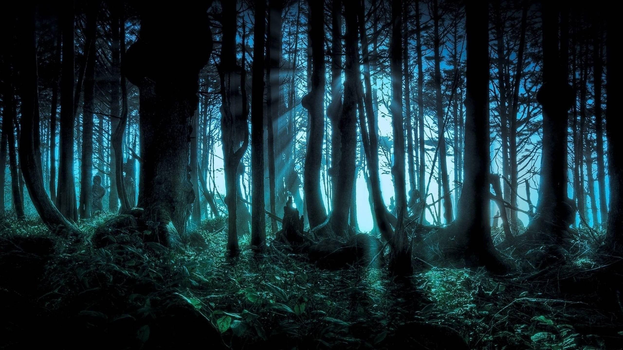 2560 X 1440 Dark Forest Wallpapers Top Free 2560 X 1440 Dark Forest Backgrounds Wallpaperaccess