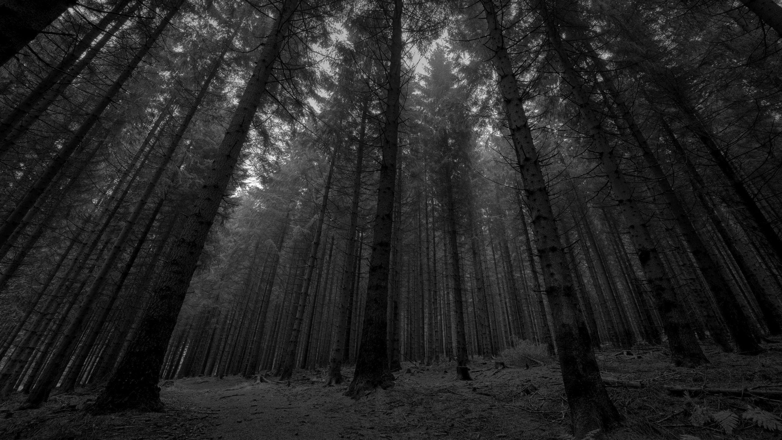 2560 X 1440 Dark Forest Wallpapers - Top Free 2560 X 1440 Dark Forest ...