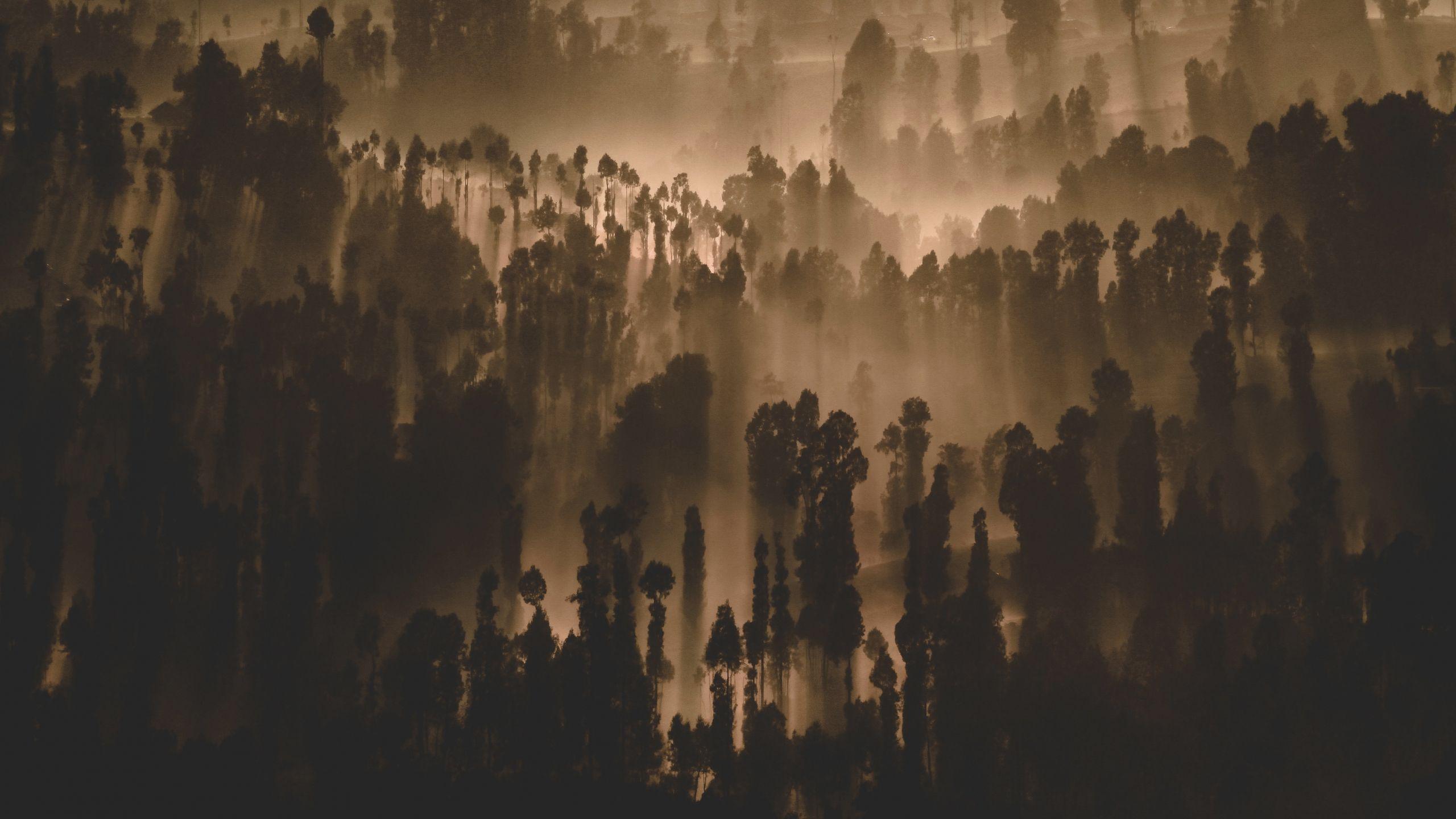 2560x1440 Download 2560x1440 wallpaper dark, forest, trees, misty day, nature, dual wide, widescreen 16: widescreen, 2560x1440 HD image, background, 2268