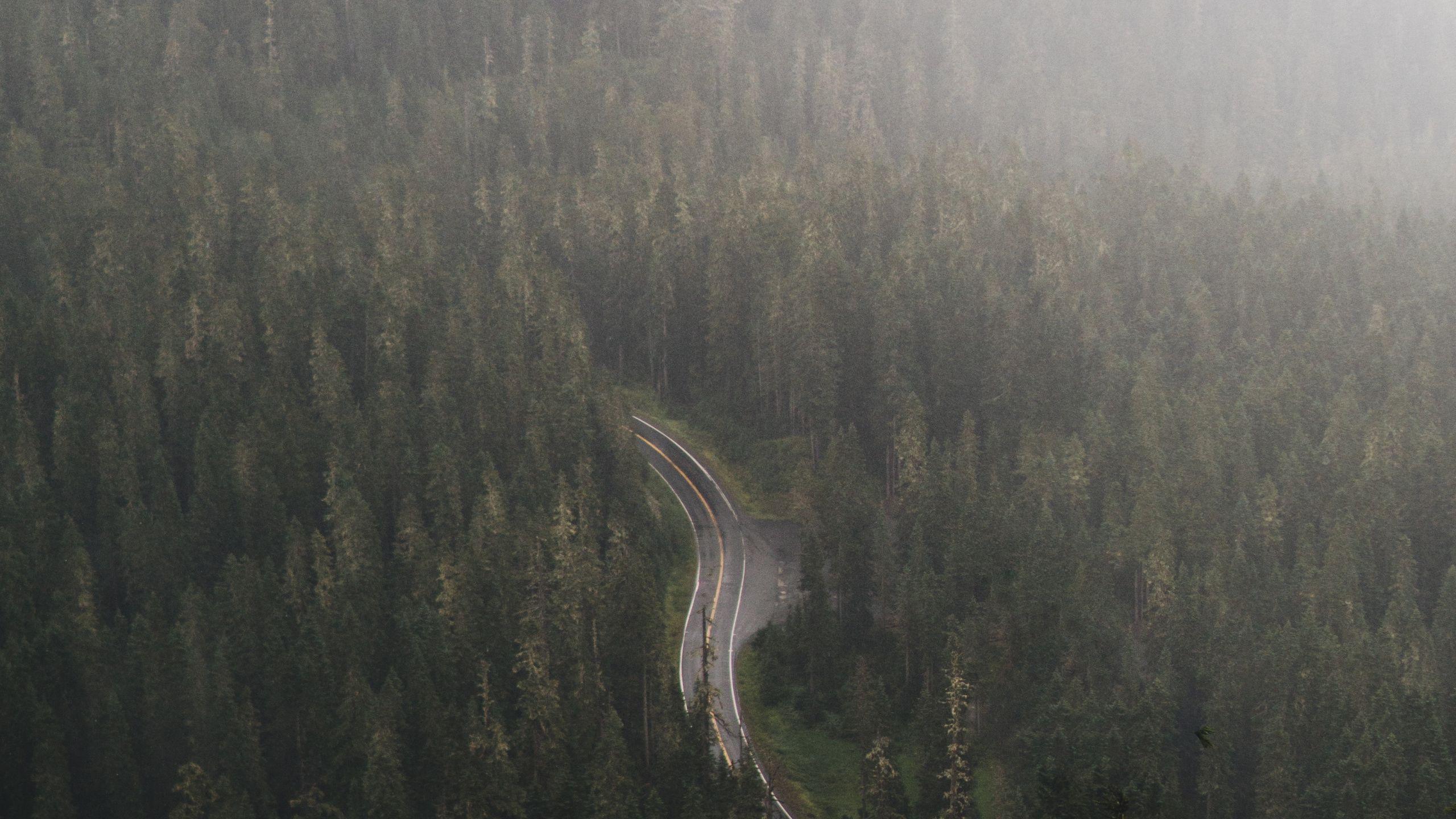 2560x1440 Download Road through dense forest, nature, aerial view, trees wallpaper, 2560x Dual Wide, Widescreen 16: Widescreen