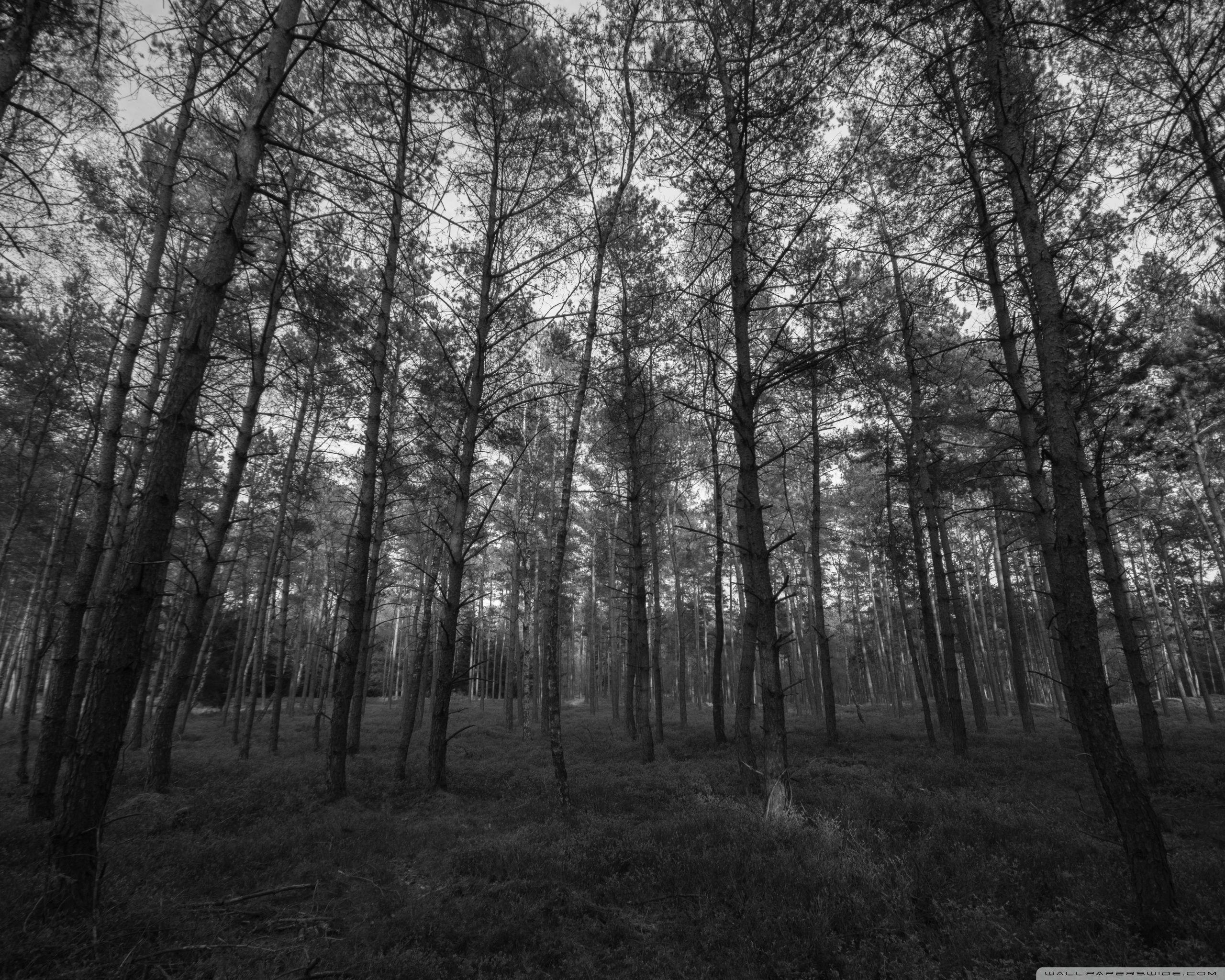 Grey Forest Wallpapers - Top Free Grey Forest Backgrounds - WallpaperAccess