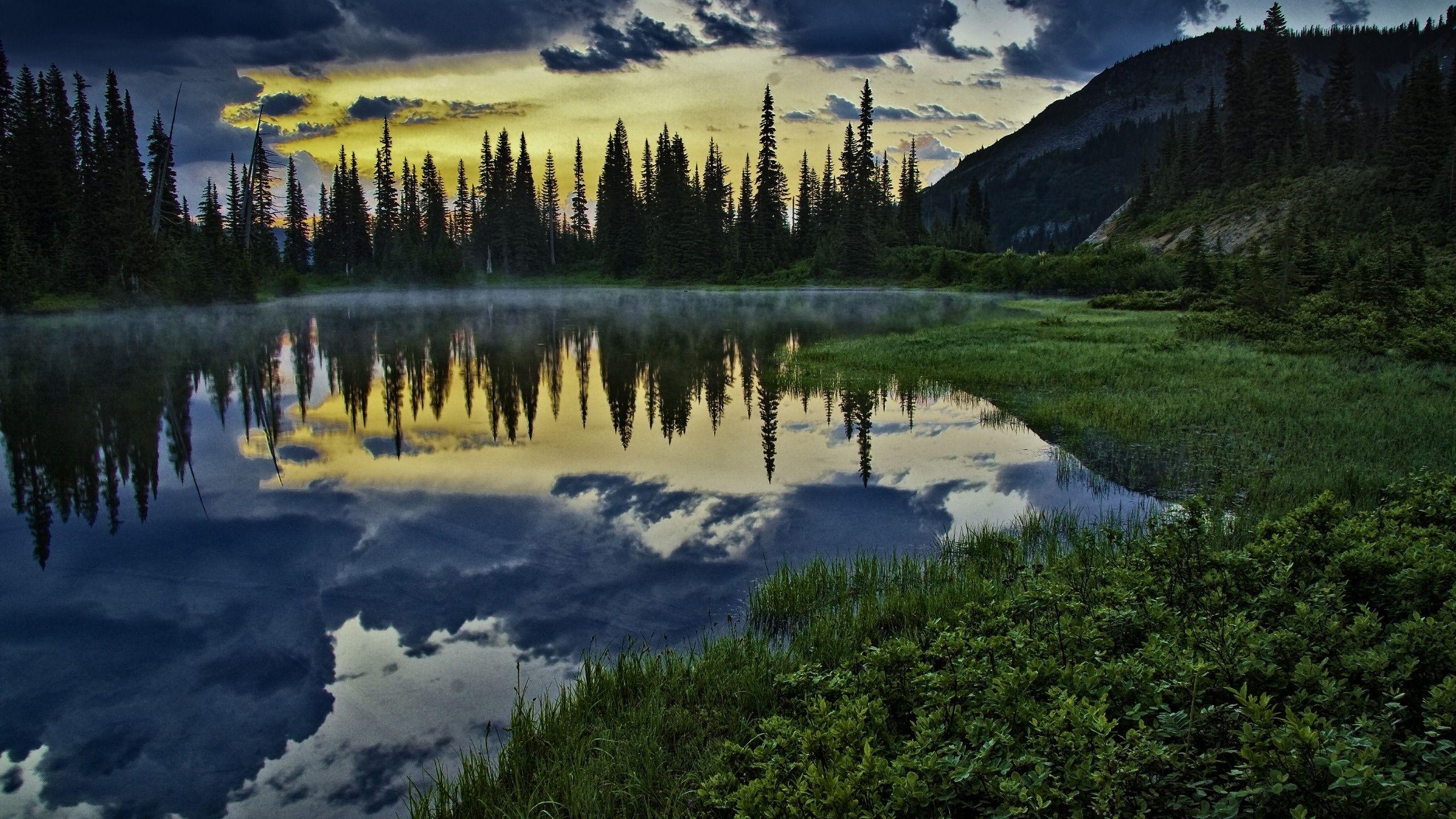 2560x1440 Dark Forest Lake & Plants desktop PC and Mac wallpaper