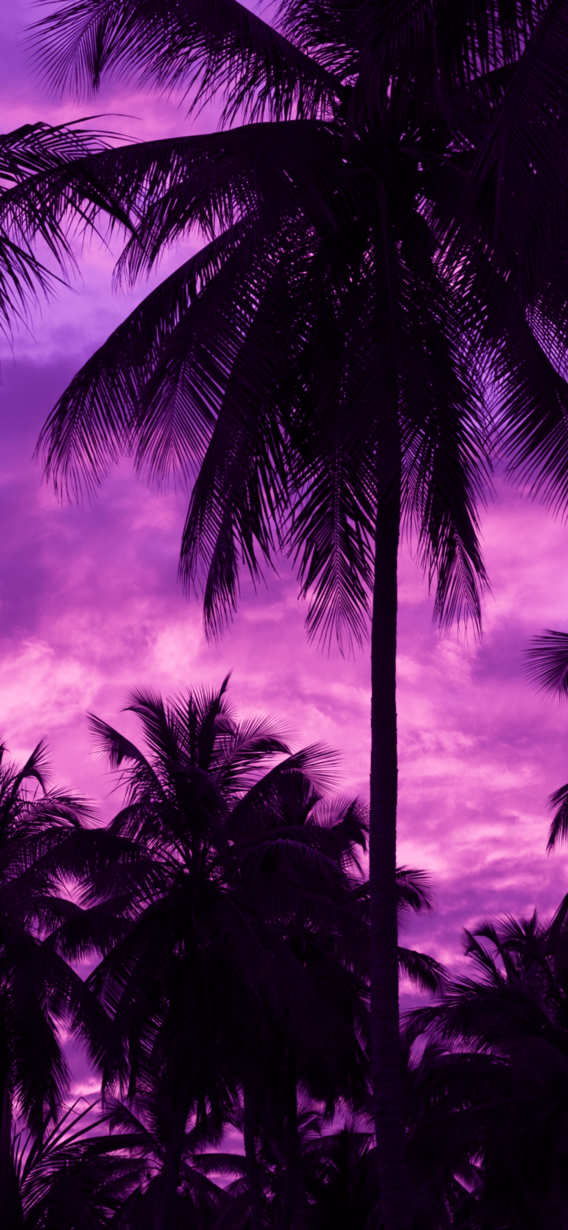 1125x2436 Download 1125x2436 Purple Sky, Palm Trees, Dark Wallpaper for iPhone X