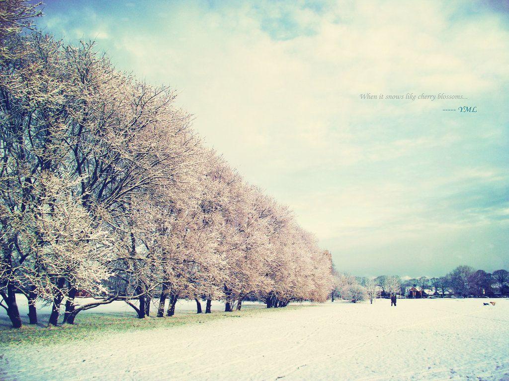 Cherry Blossom Tree With Snow Wallpapers Top Free Cherry Blossom Tree With Snow Backgrounds Wallpaperaccess